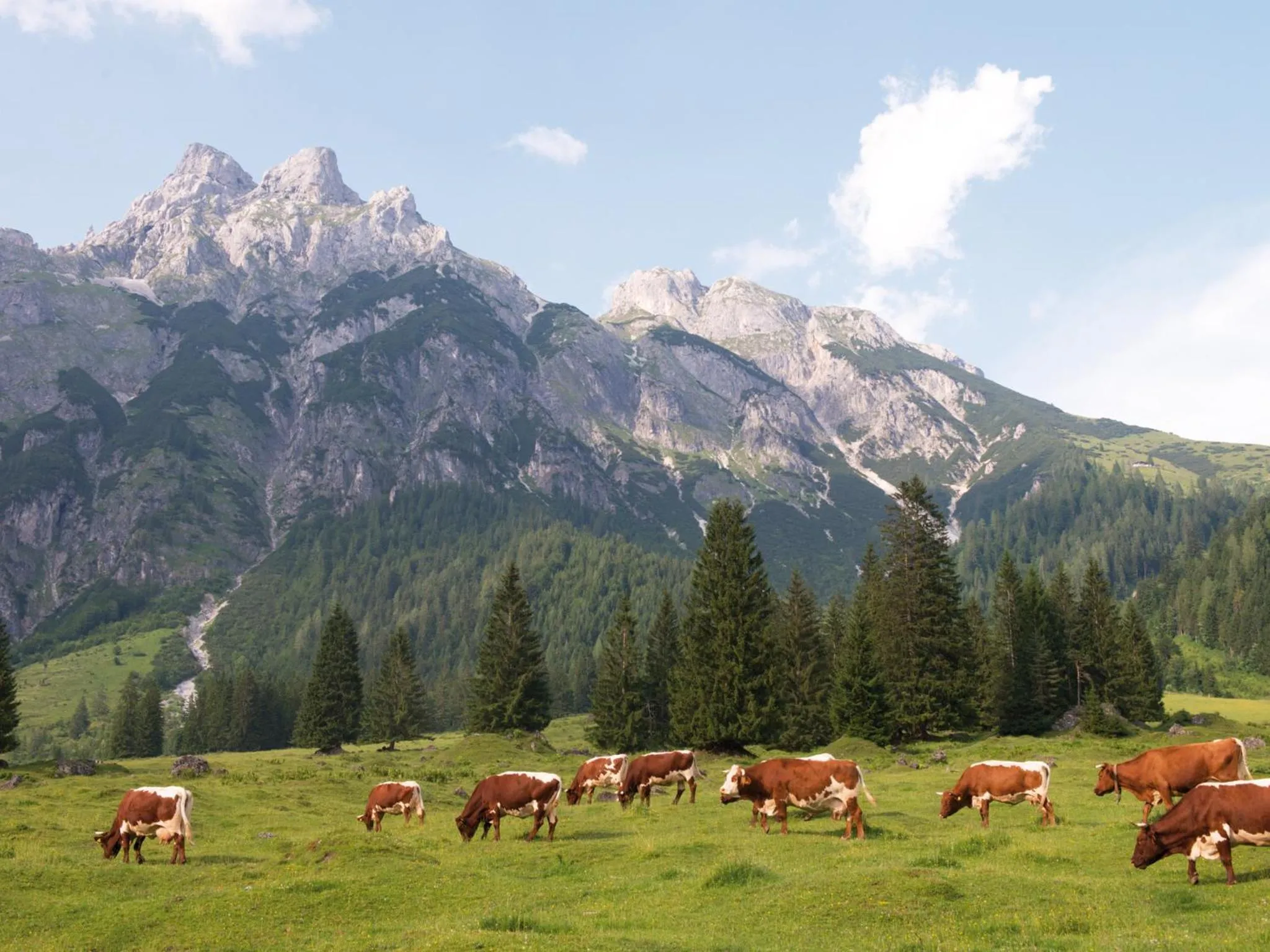 Area and facilities in Ferienwohnungen am aja Bergresort Werfenweng