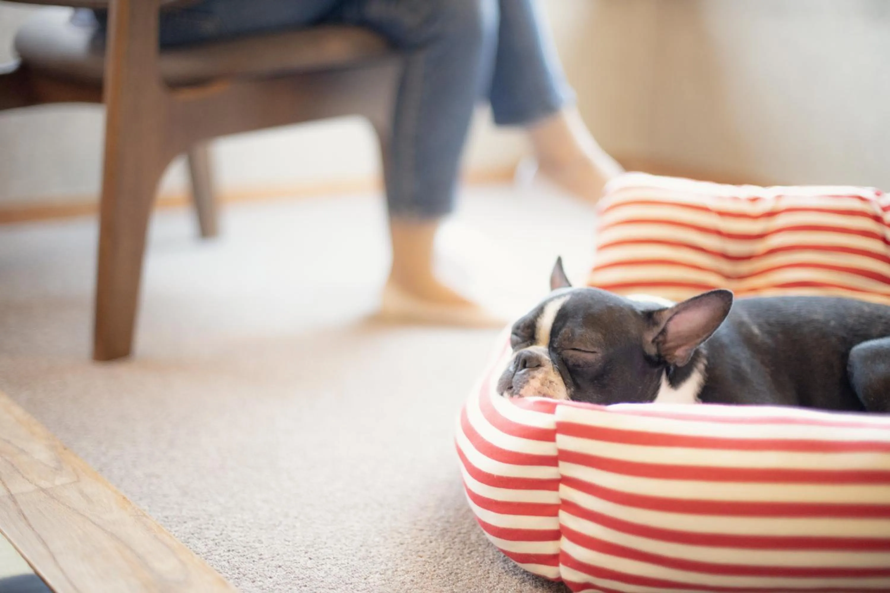Pets in Komatsuya Hachinobou