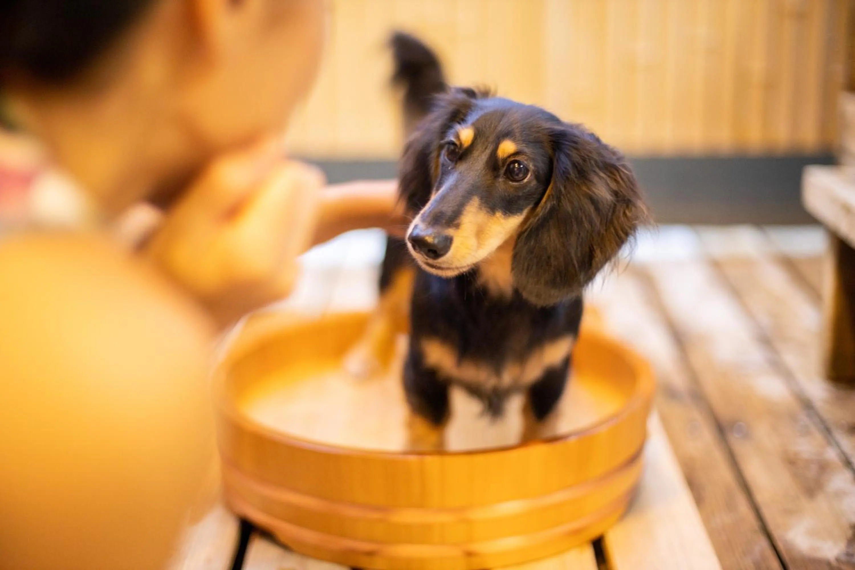 Pets in Komatsuya Hachinobou