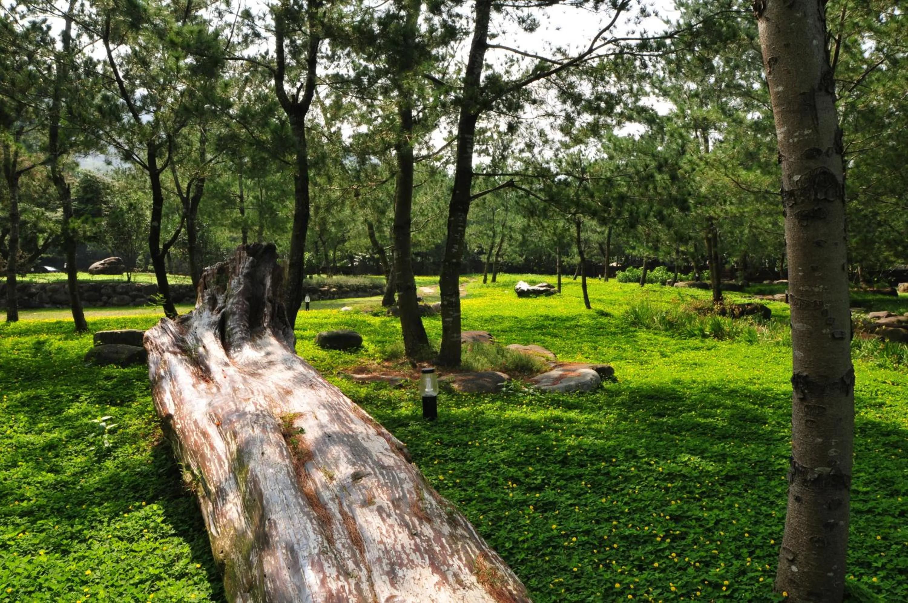 Garden in Zen and Pine Resort