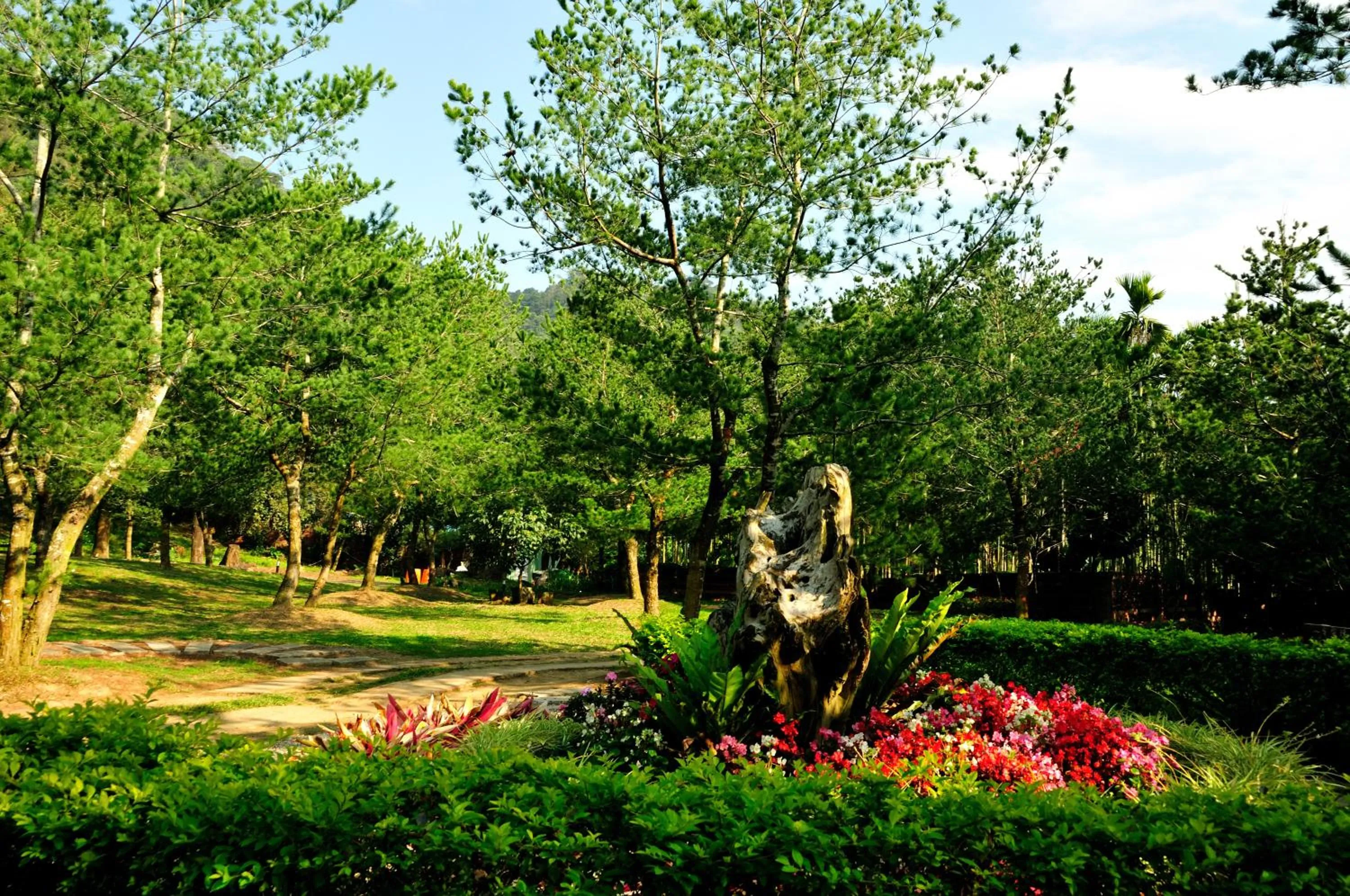 Garden in Zen and Pine Resort
