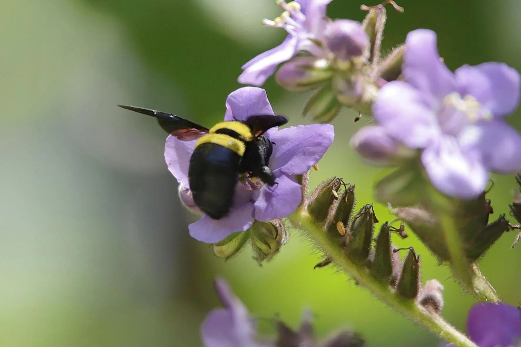 Animals in De Molen Guest House