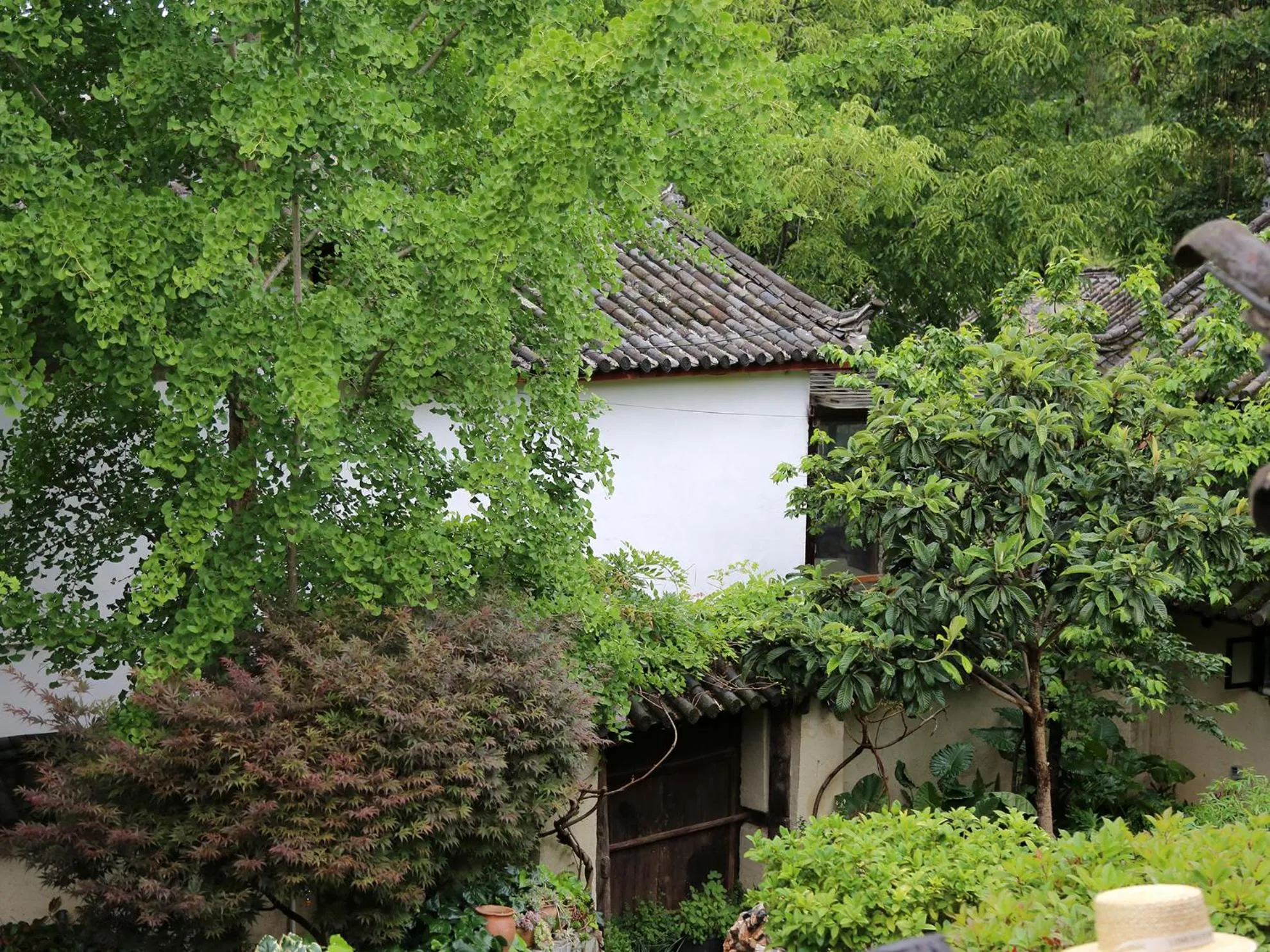 Garden view in The Bivou Lijiang