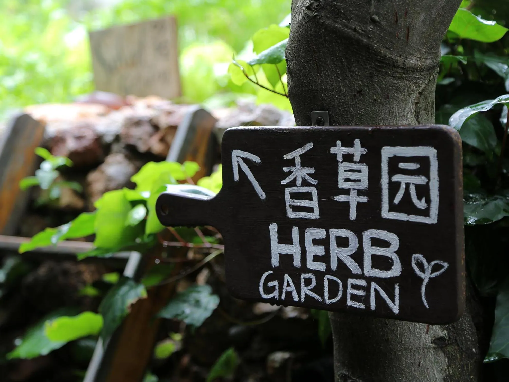 Garden in The Bivou Lijiang