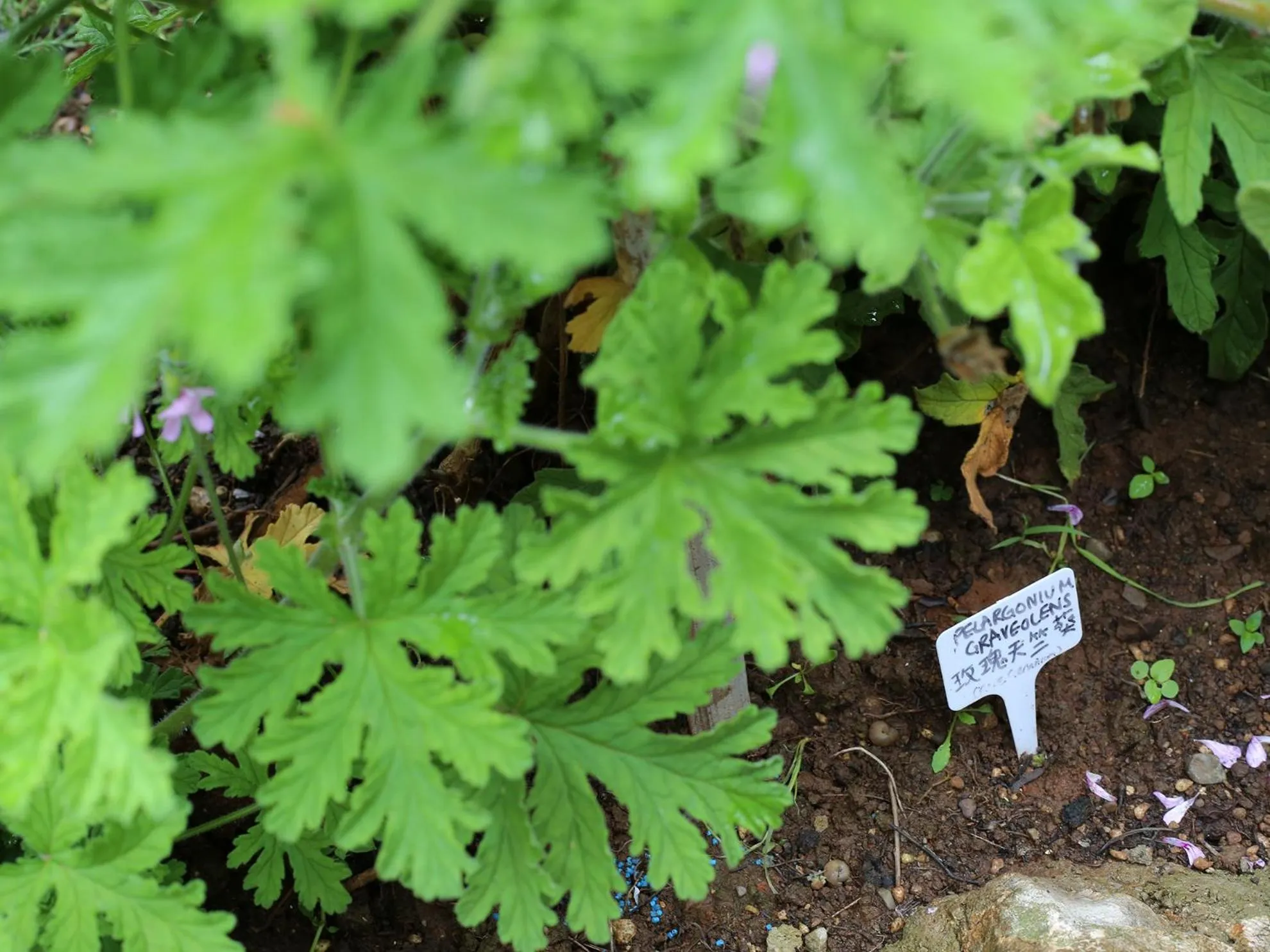 Garden in The Bivou Lijiang