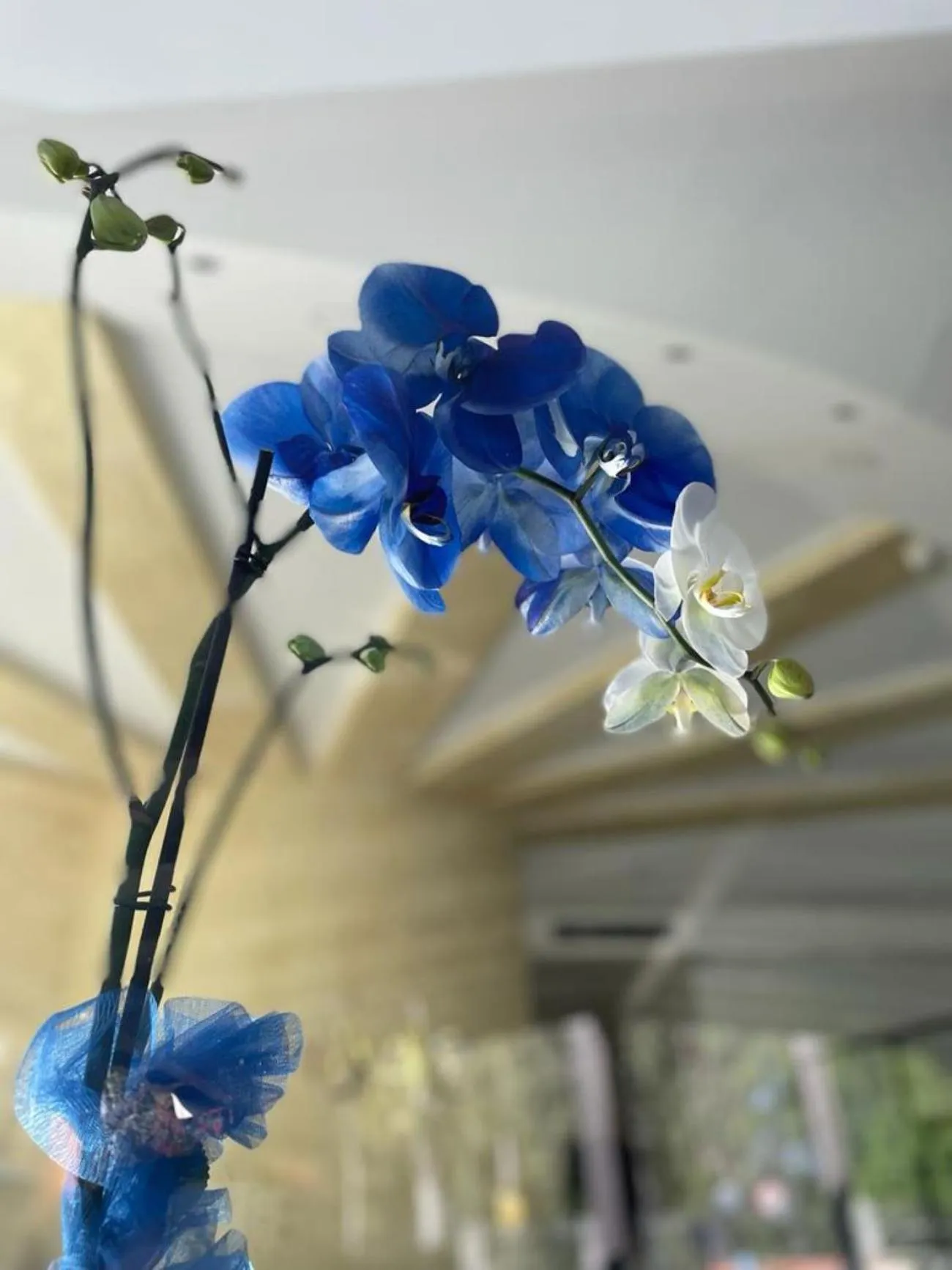 Decorative detail in Oasi Park Hotel