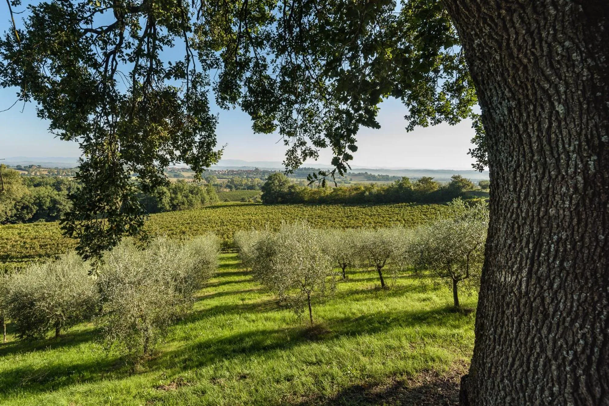 View (from property/room) in La Casa Delle Querce