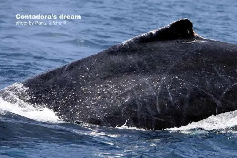 Summer in Casa del Sol Bed and Breakfast