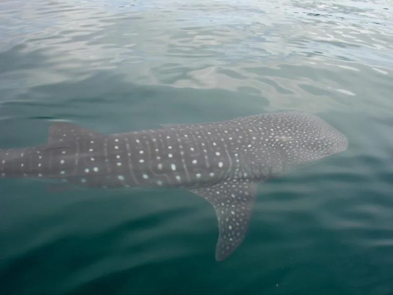 Snorkeling in Casa del Sol Bed and Breakfast