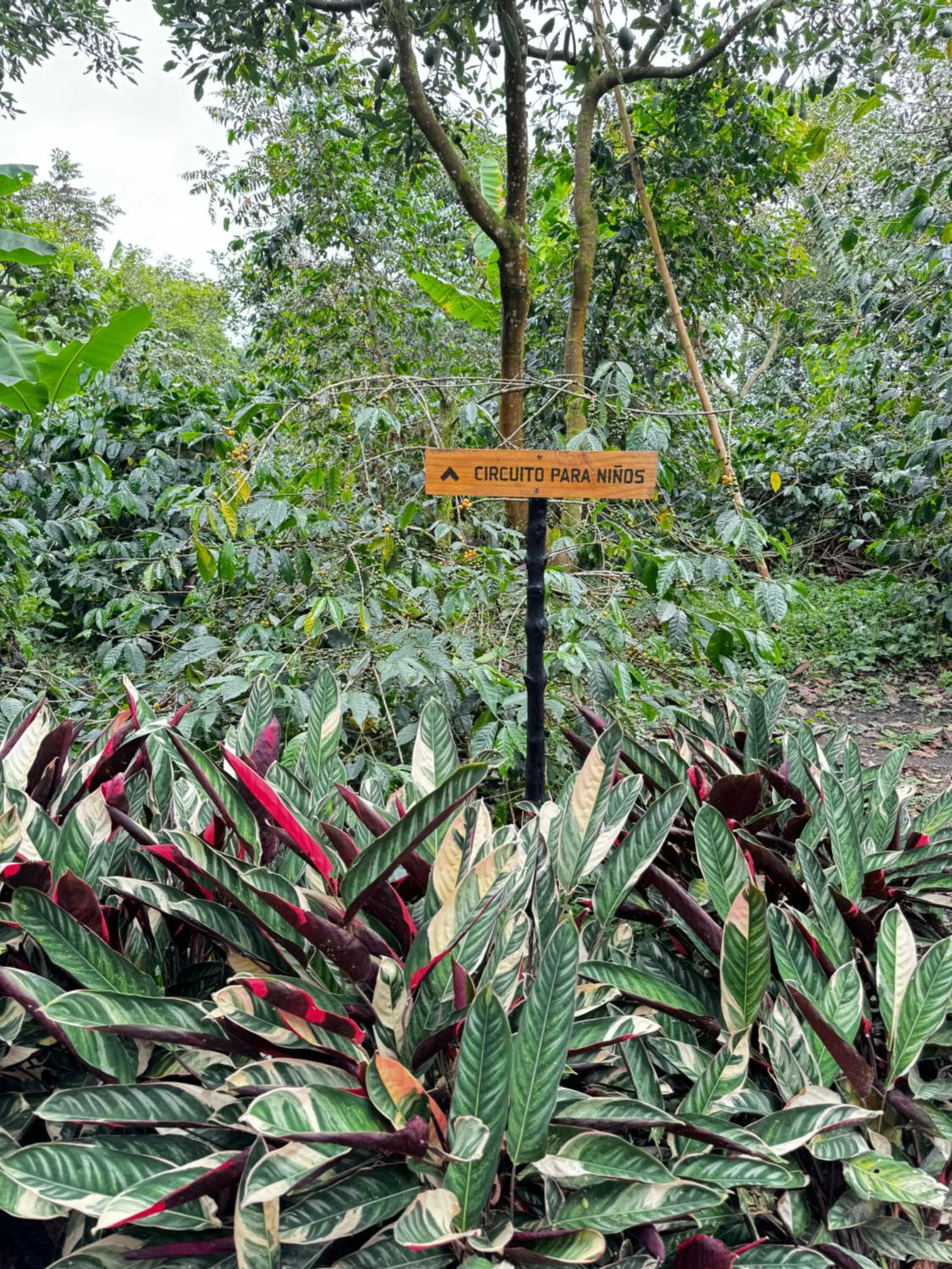 Garden in Hotel La Palma y El Tucán - Café y Naturaleza