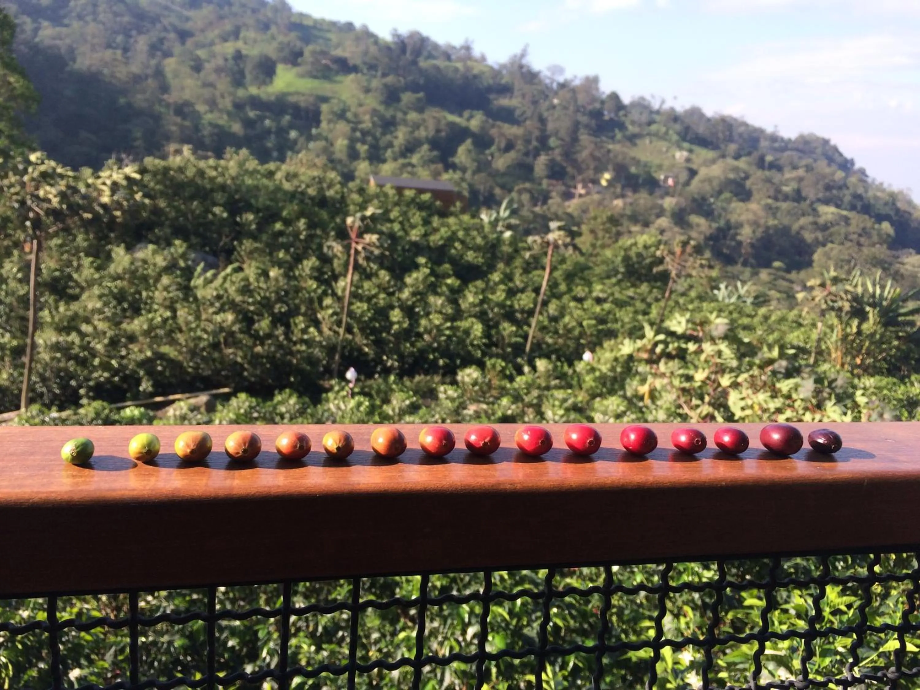 Garden view in Hotel La Palma y El Tucán - Café y Naturaleza