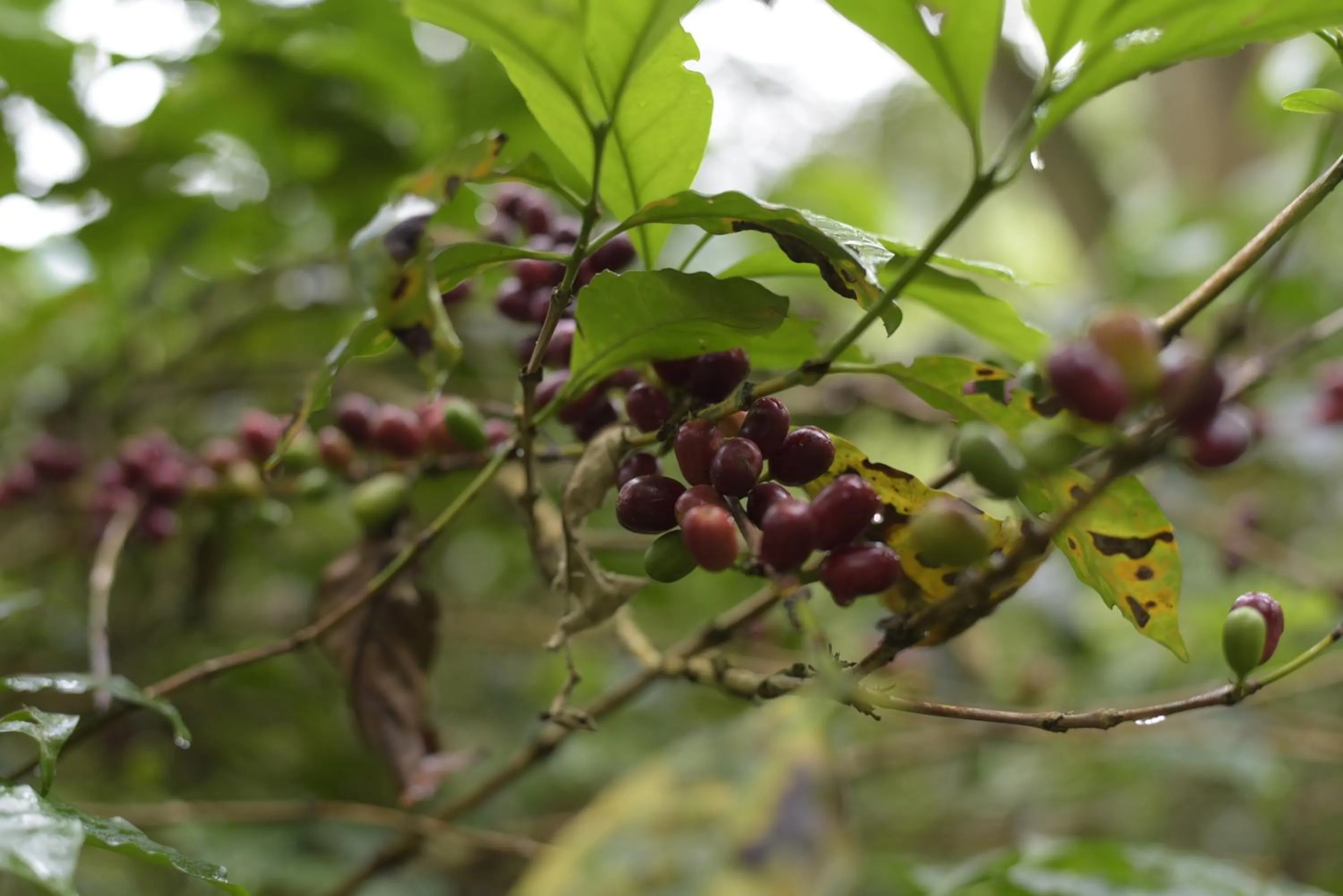 Natural landscape in Hotel La Palma y El Tucán - Café y Naturaleza