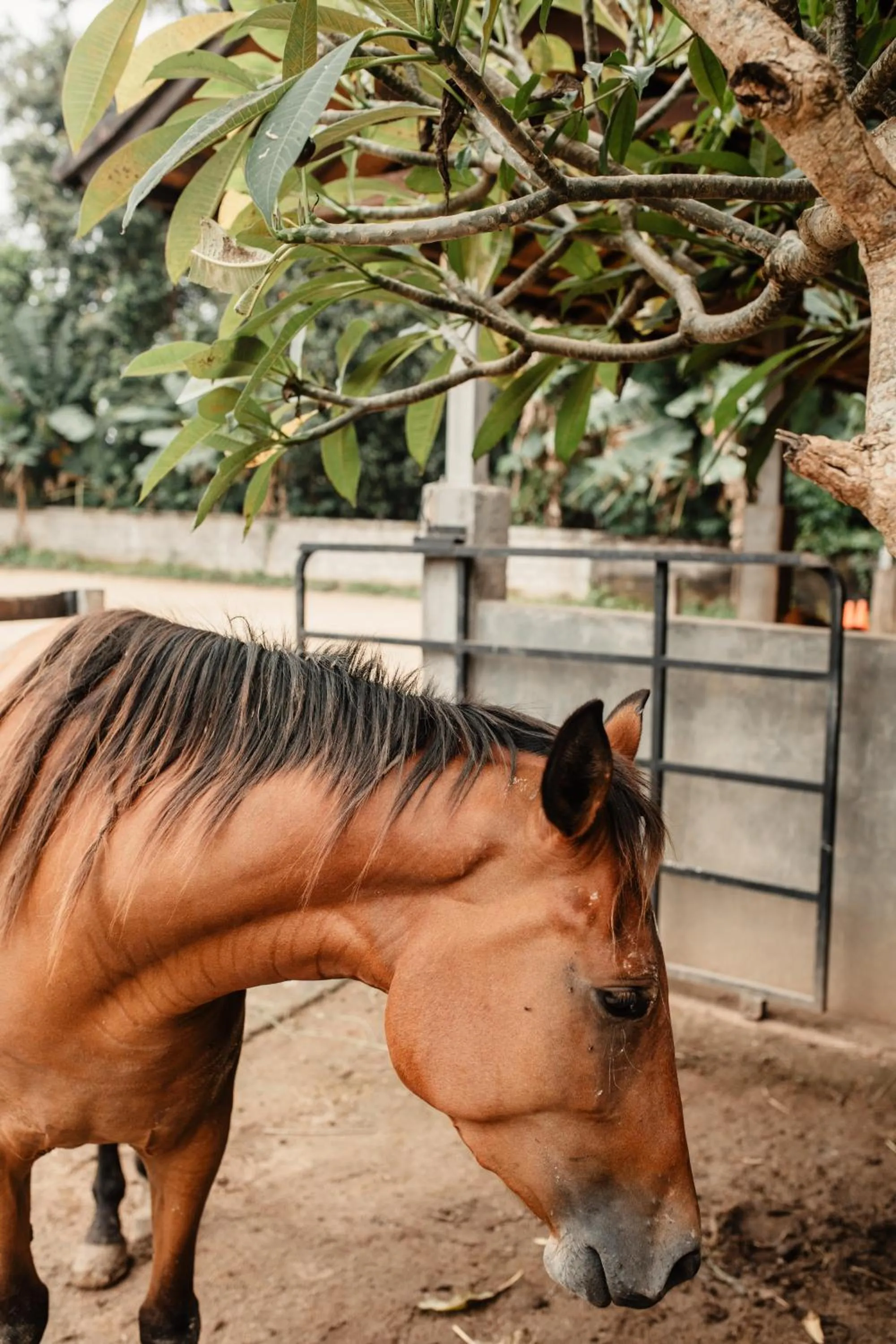 Horse-riding in Mandala Desa