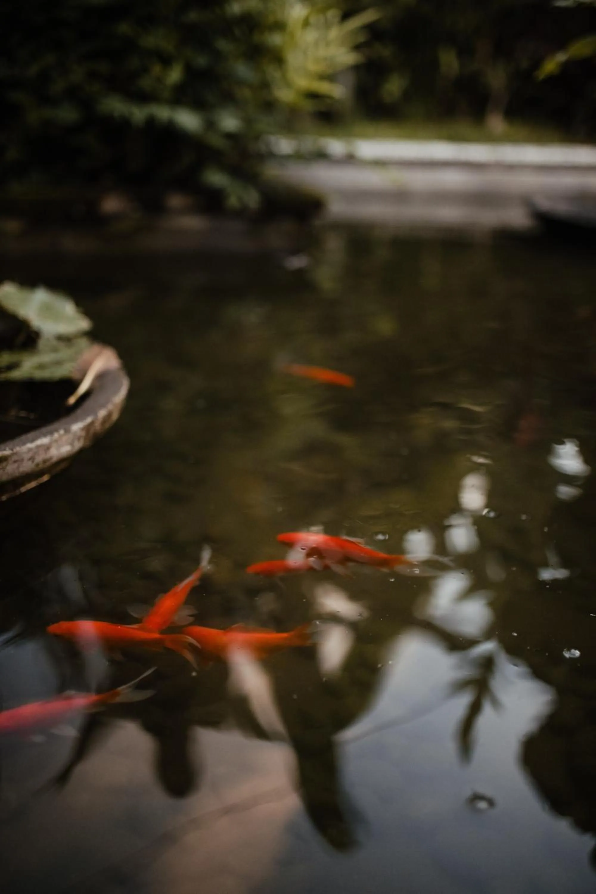 Garden in Mandala Desa