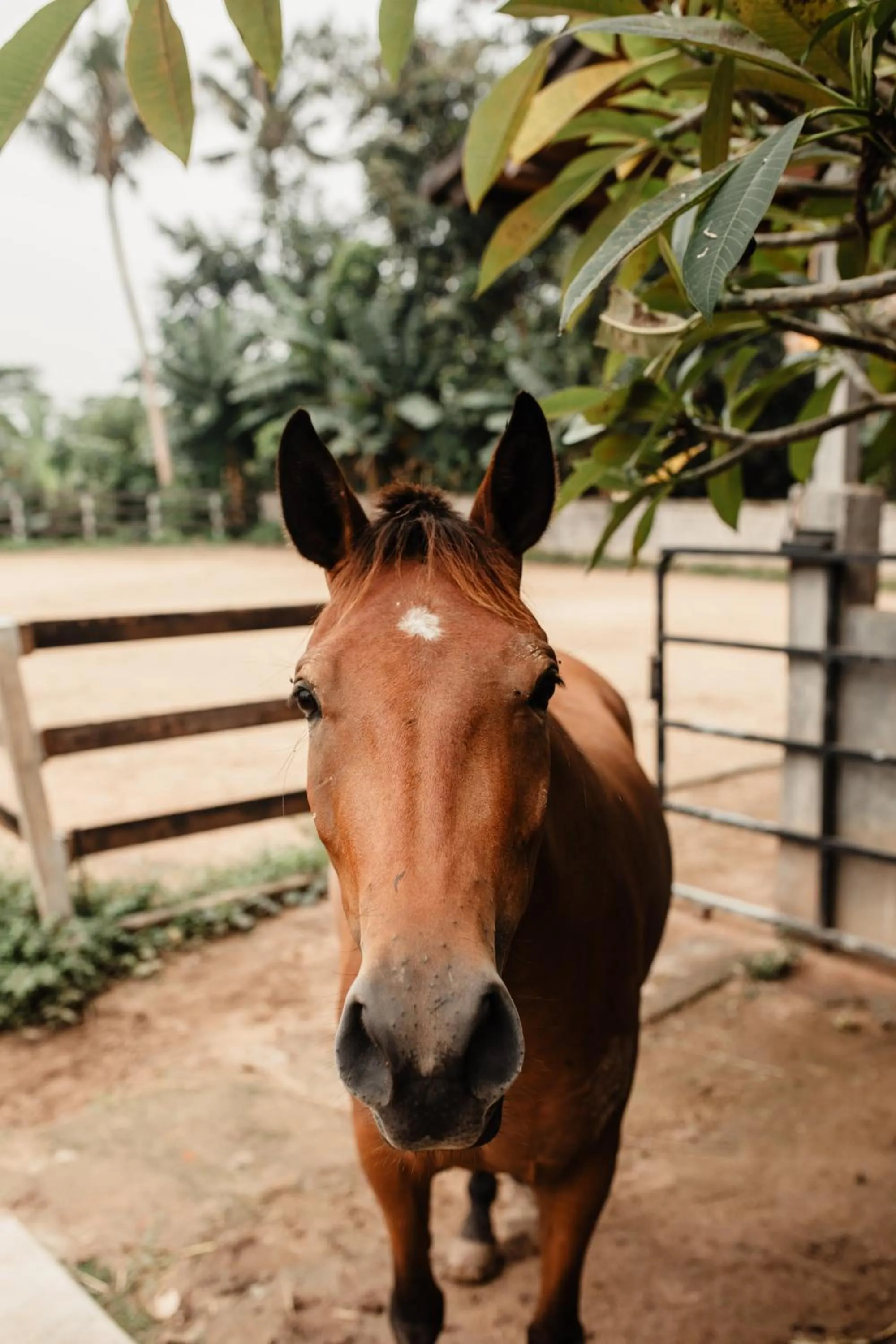 Horse-riding in Mandala Desa