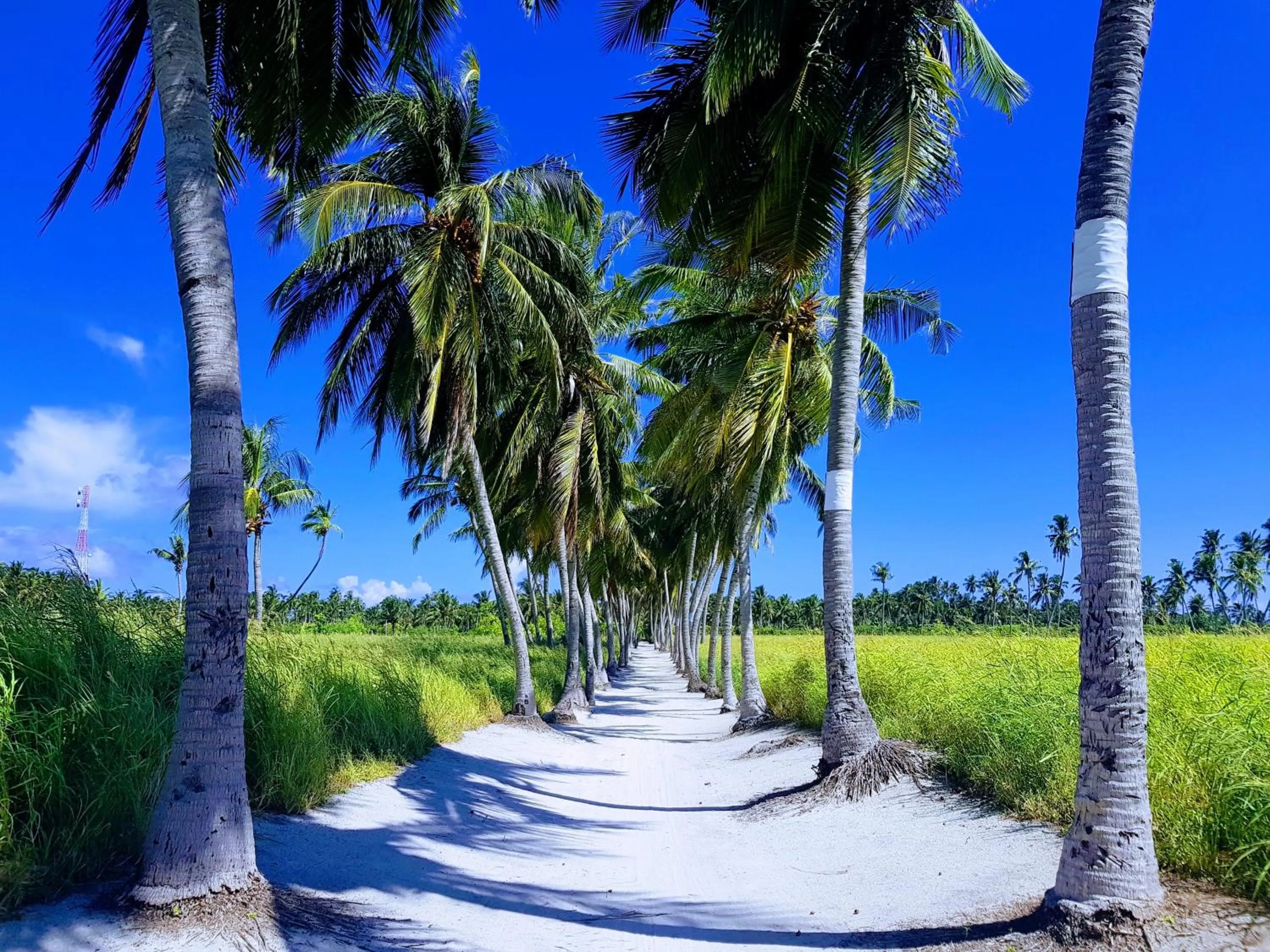 Natural landscape in chillax Thoddoo