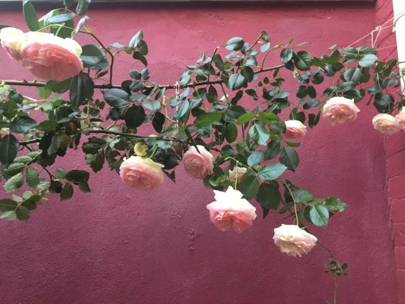 La Maison Rouge
