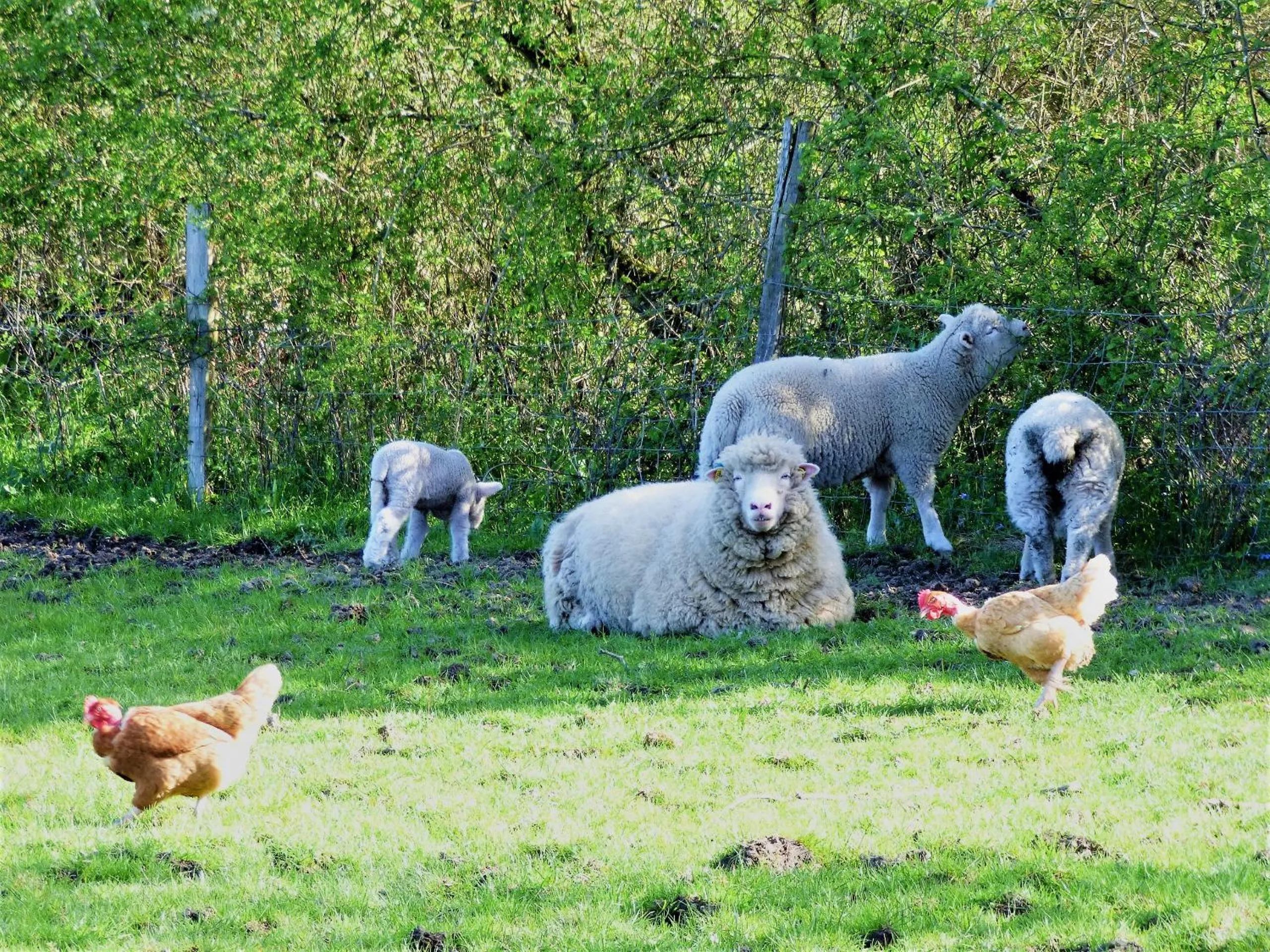 Animals in L'Ancien Presbytère Chambres D'hote ou Gite