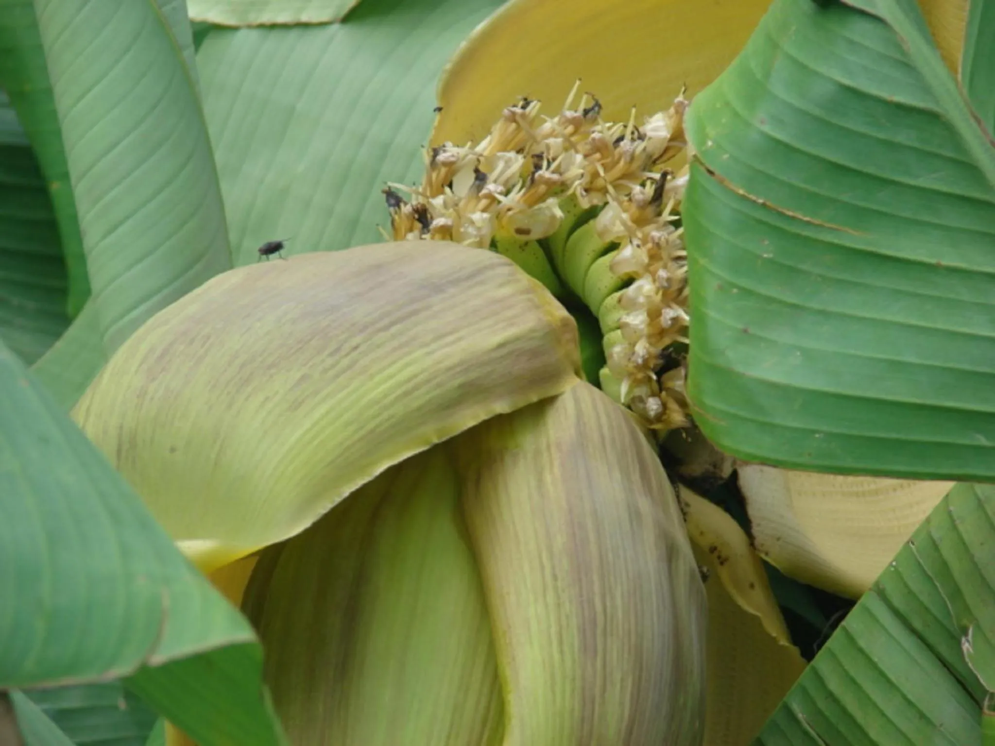 Garden in L'Ancien Presbytère Chambres D'hote ou Gite