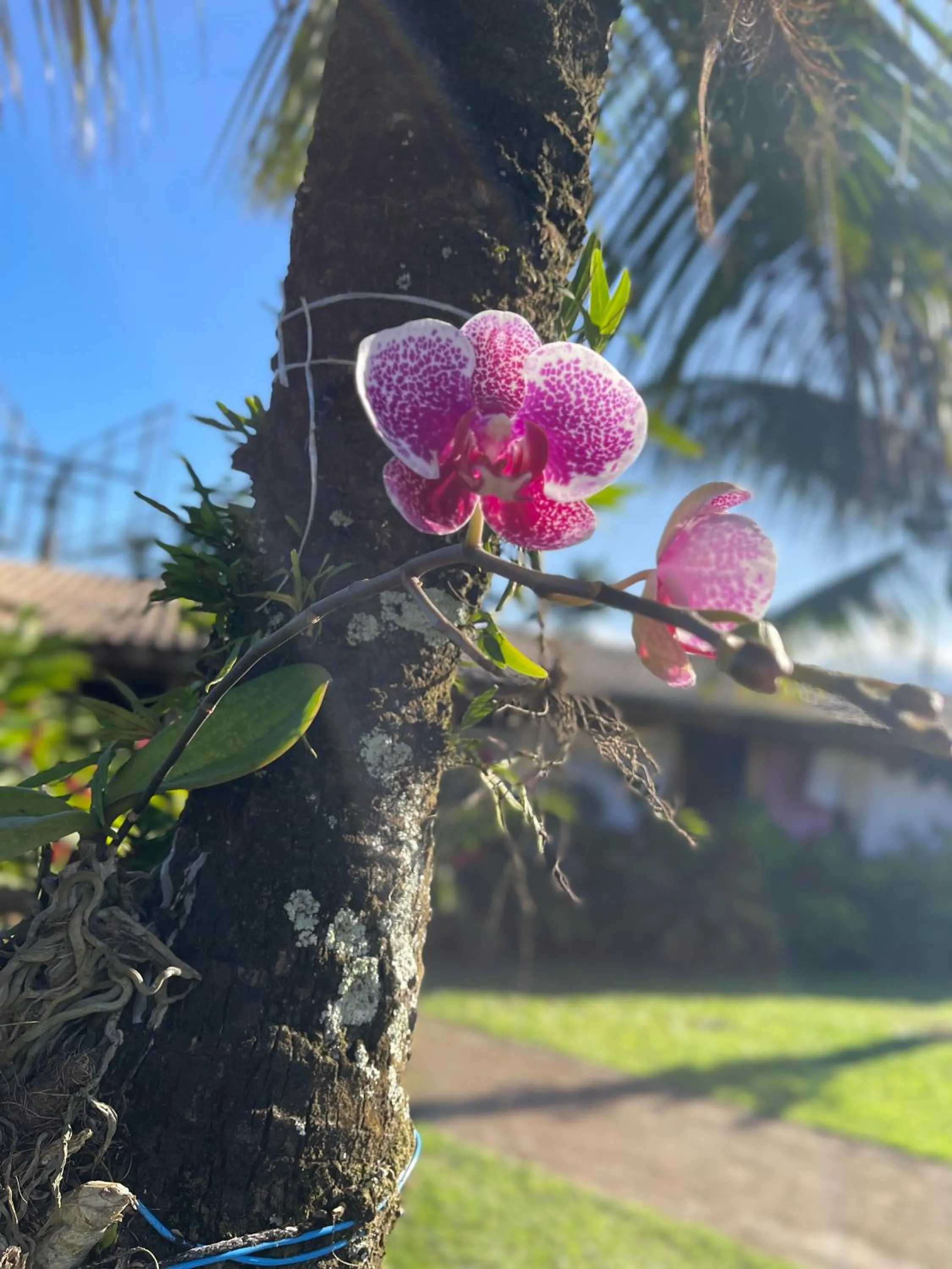 Spring in Pousada da Chica