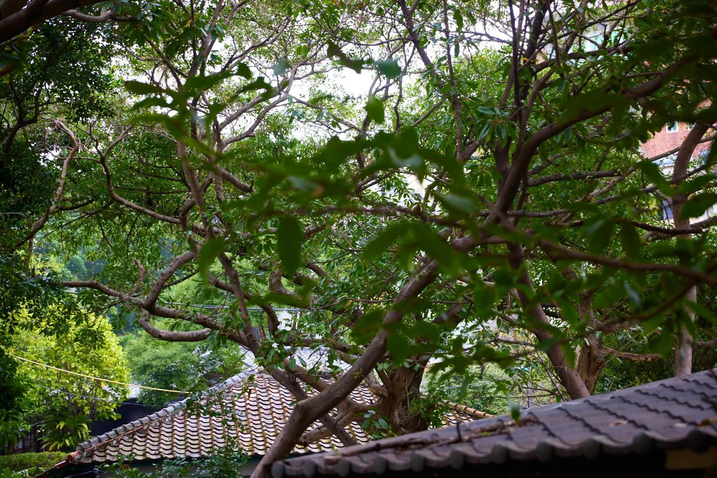Garden view in Kyokusui Hotspring Hotel
