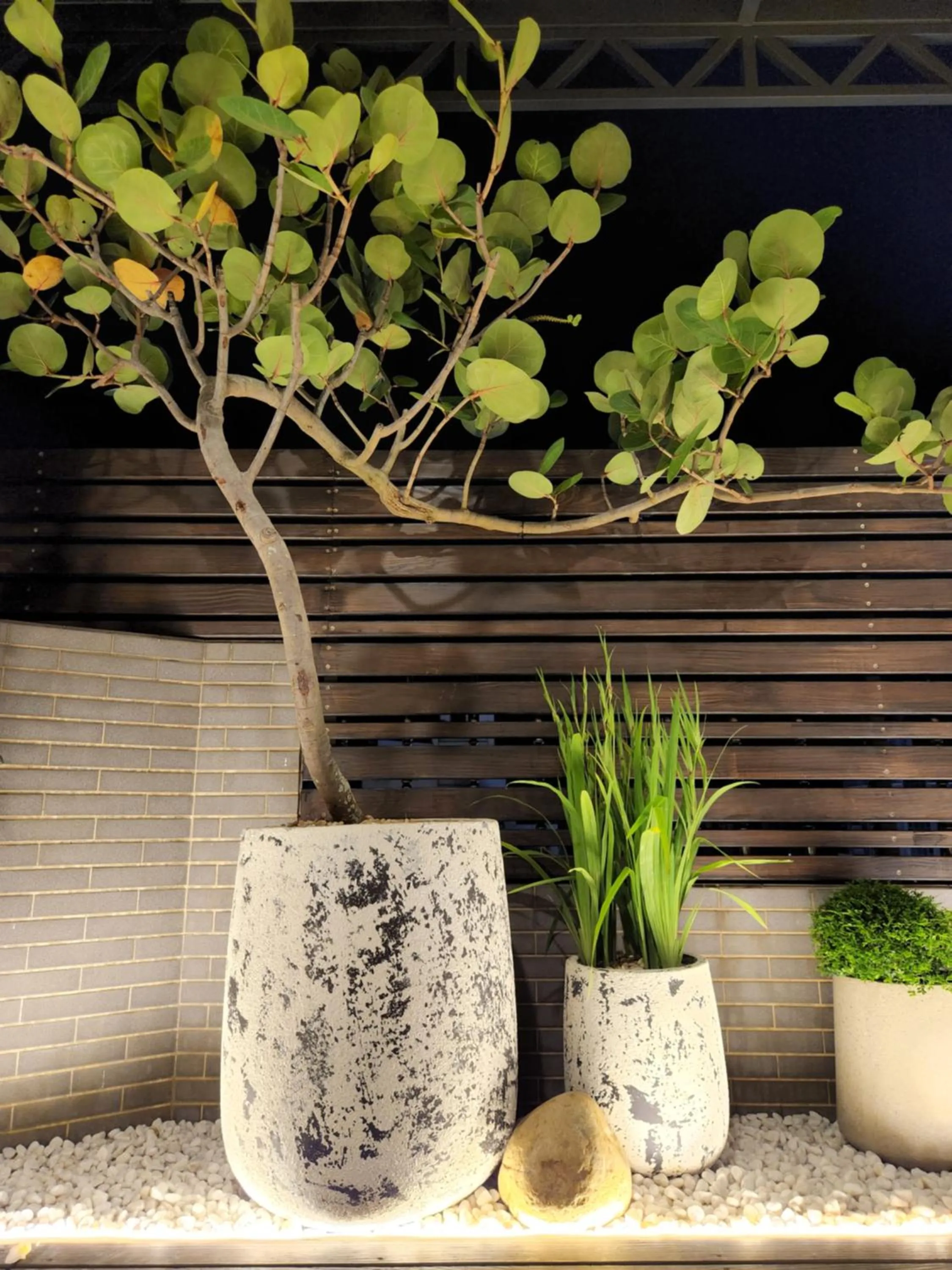 Garden in The Retro Tai-Pan