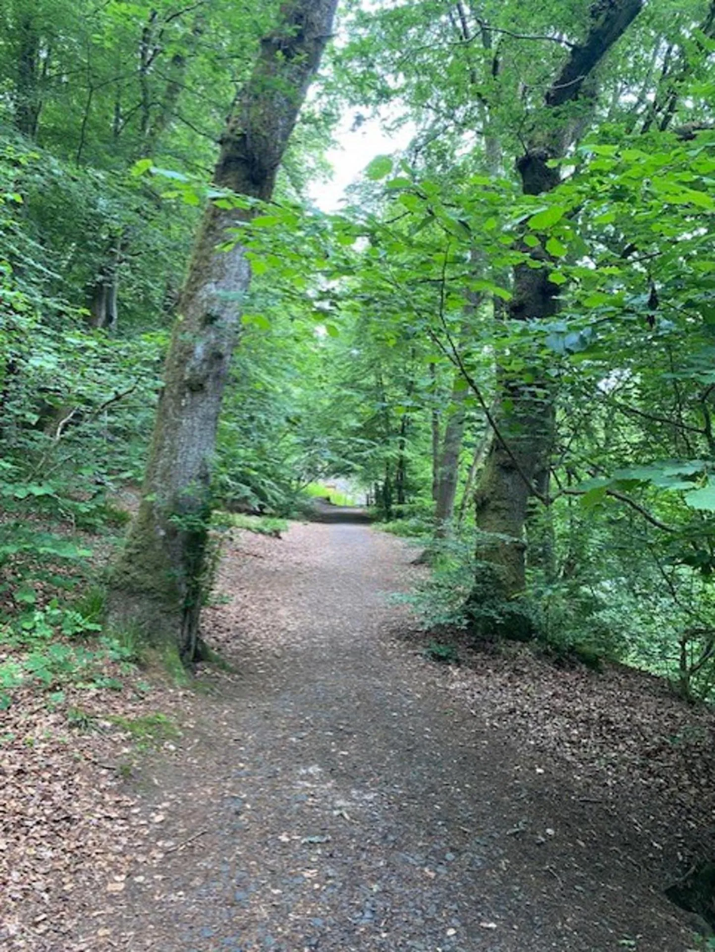 Natural landscape in Blairgowrie Luxury 3 Bed Lodge with Hot Tub
