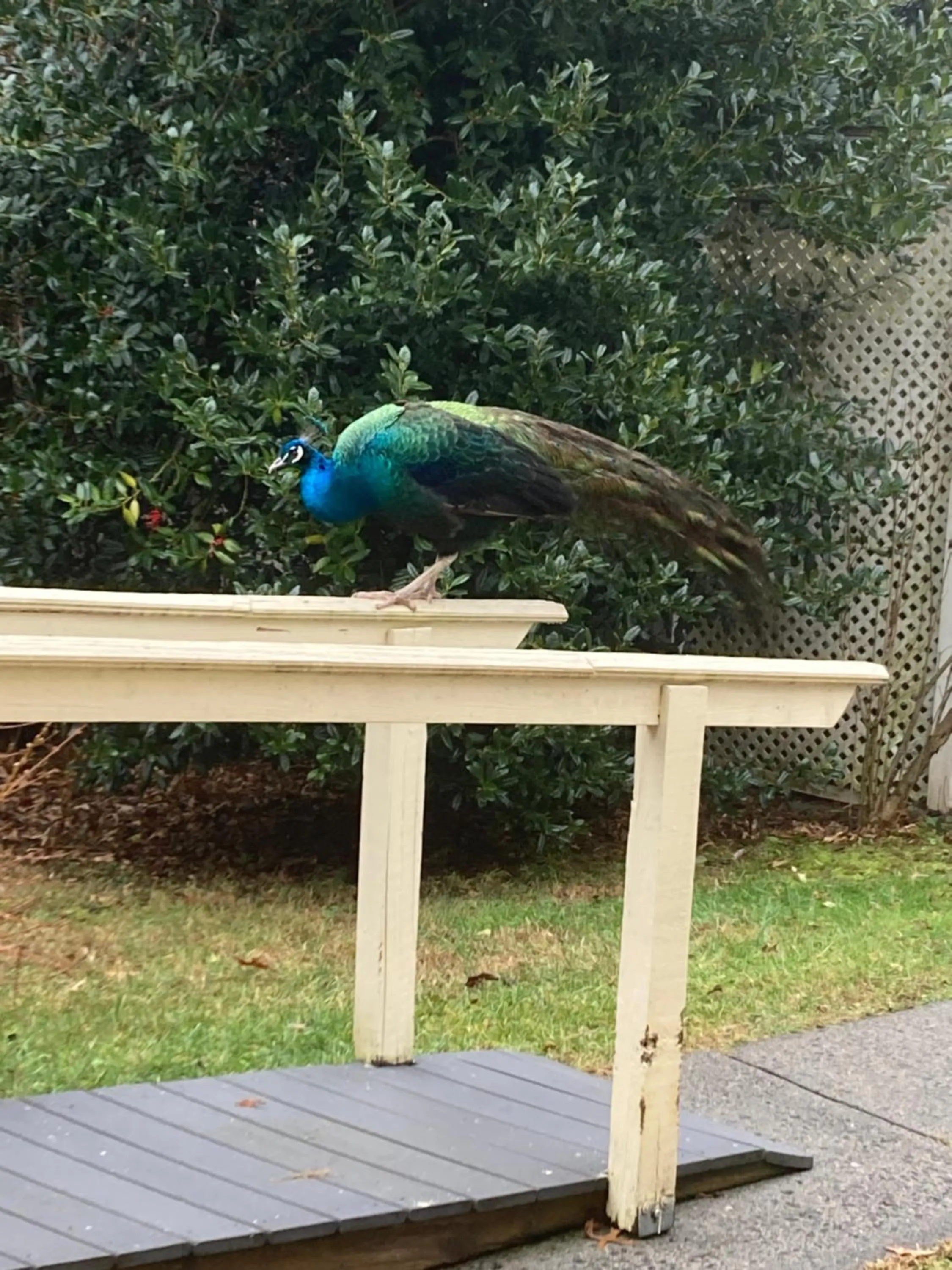 Animals in Purcellville Home