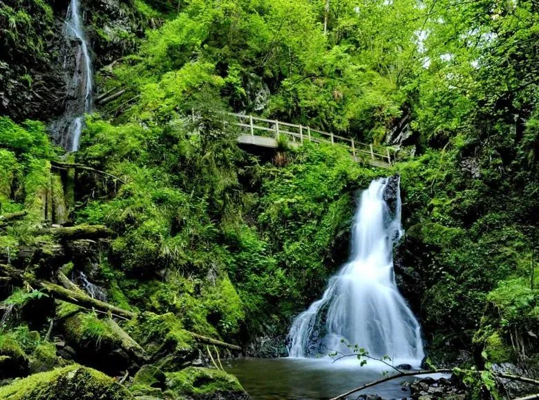 Hiking in Landhotel Tanneneck - ideal für Gruppen, Familien und Hunde