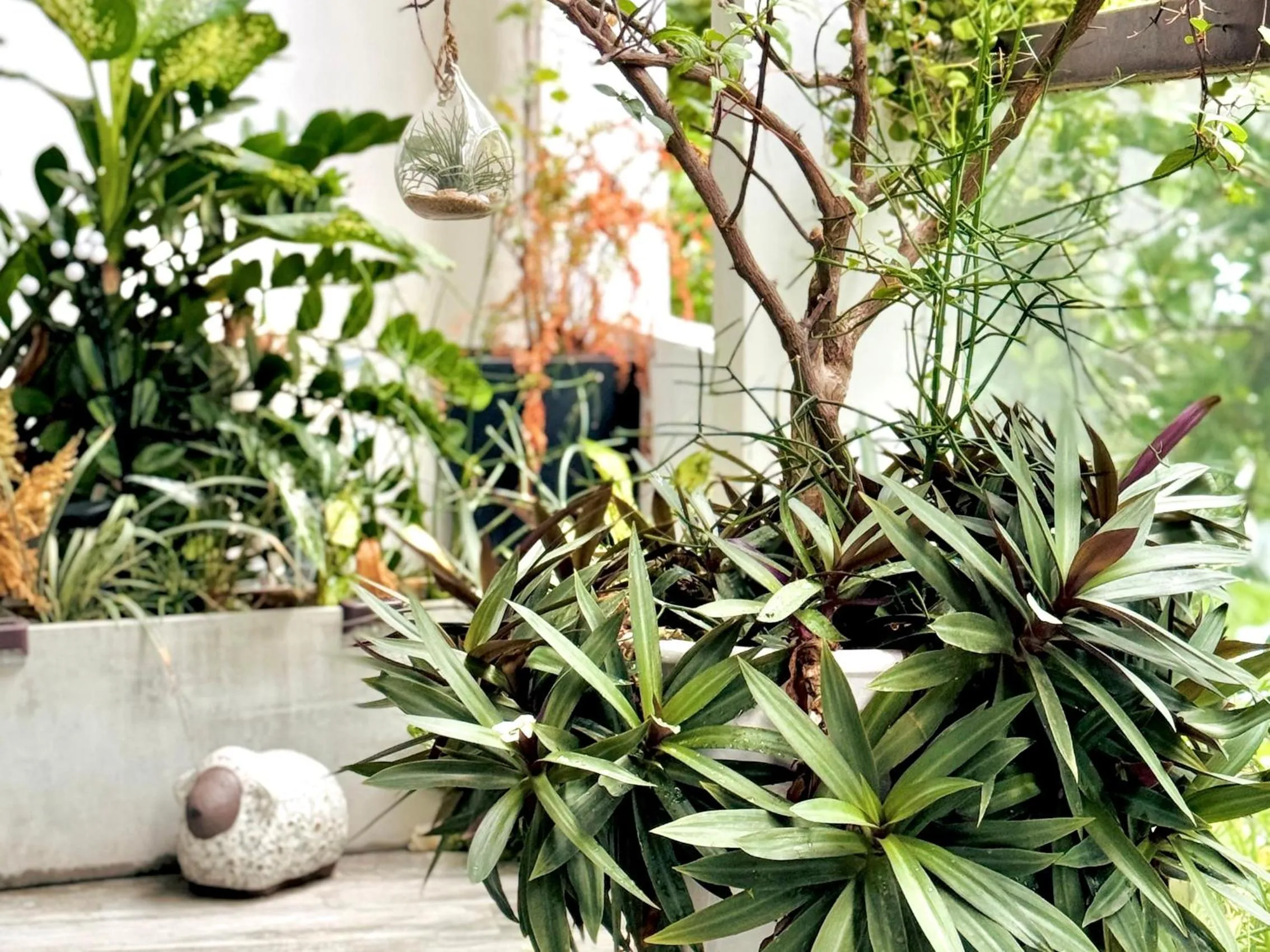 Garden in Cloudy Homestay Hoi An