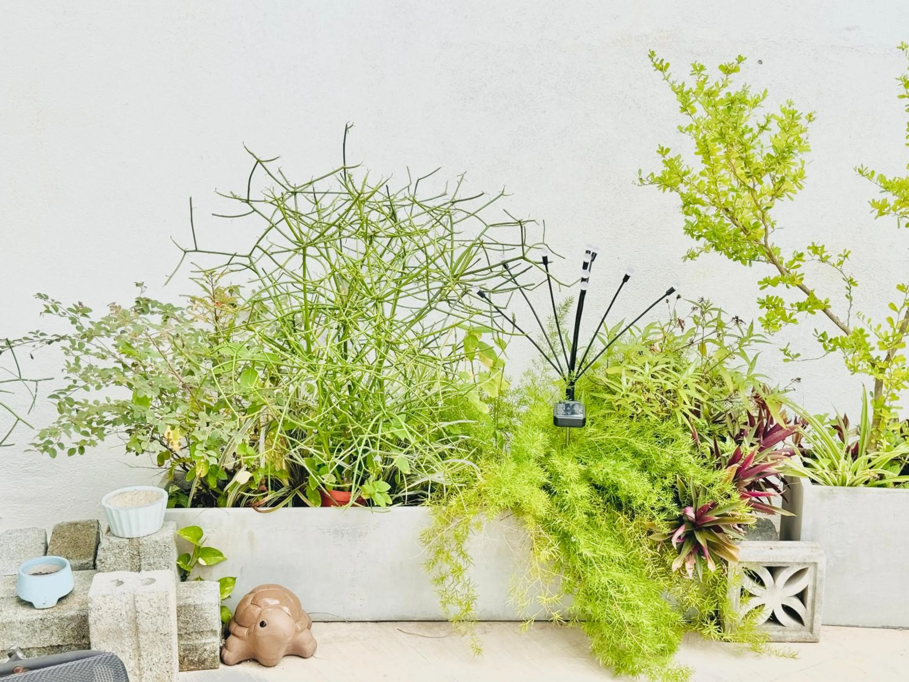 Garden in Cloudy Homestay Hoi An