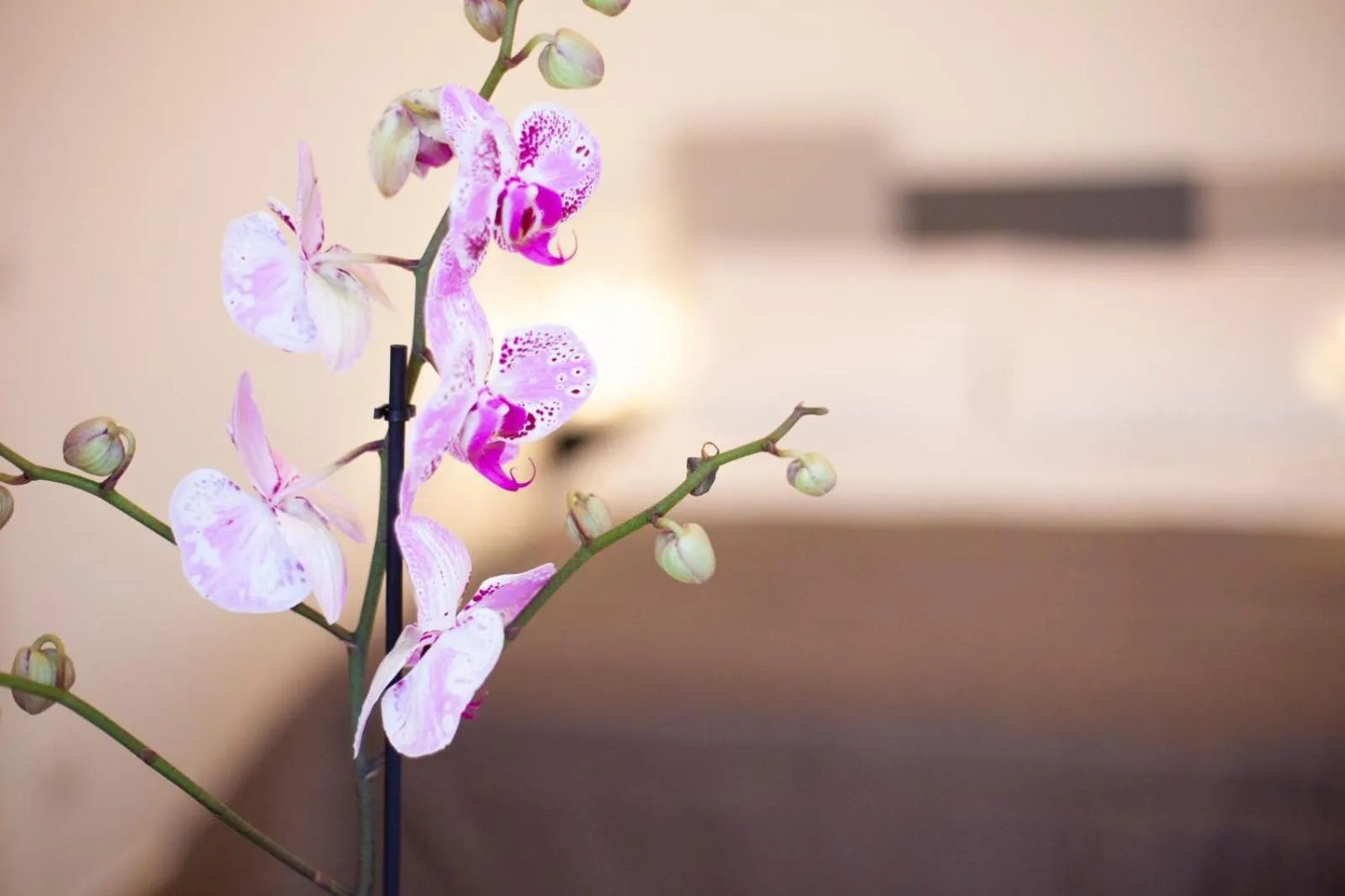 Bed in CasaPaola b&b Rooms