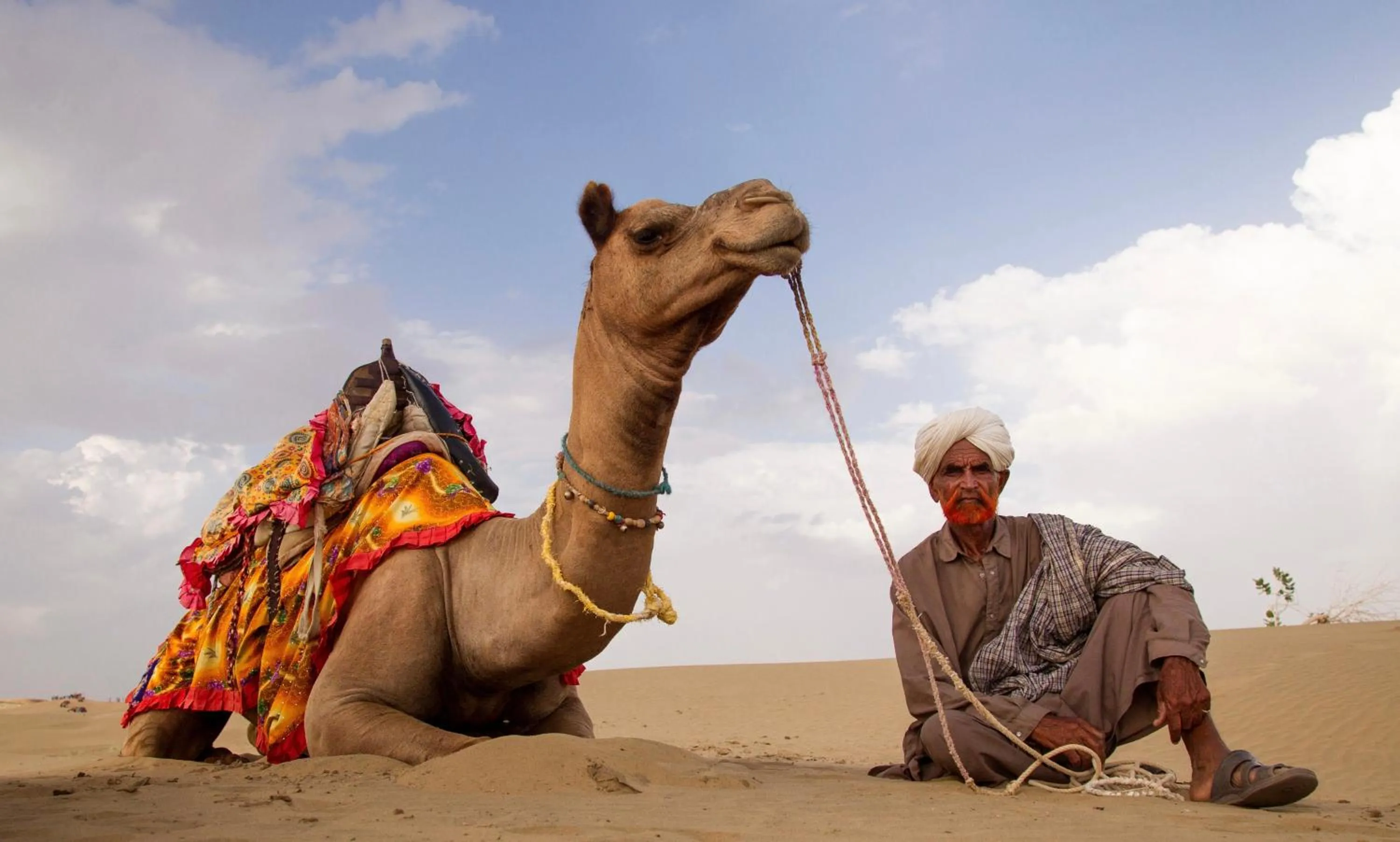 Animals in Garh Rajputana camp