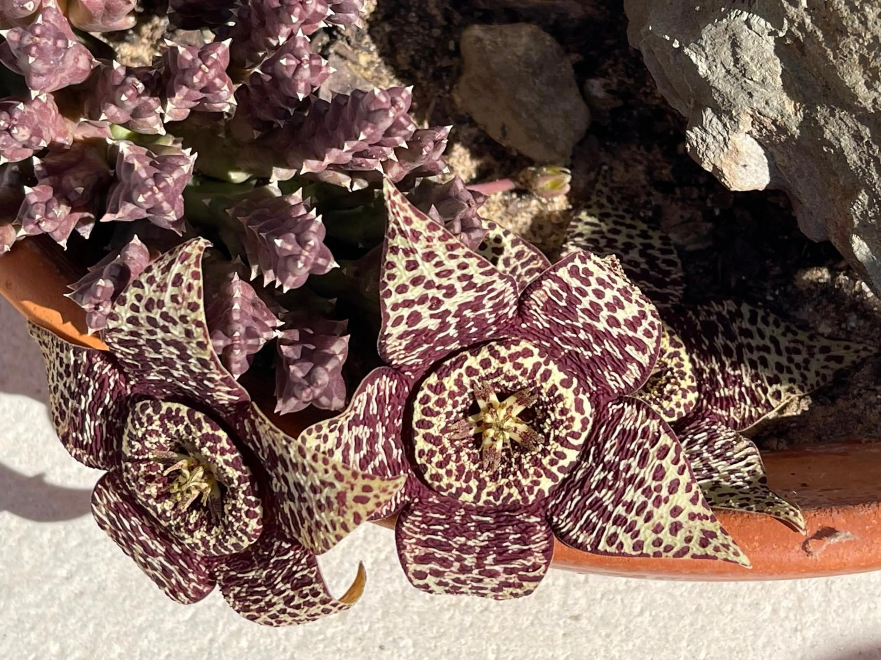 Natural landscape in Monte dos Poços
