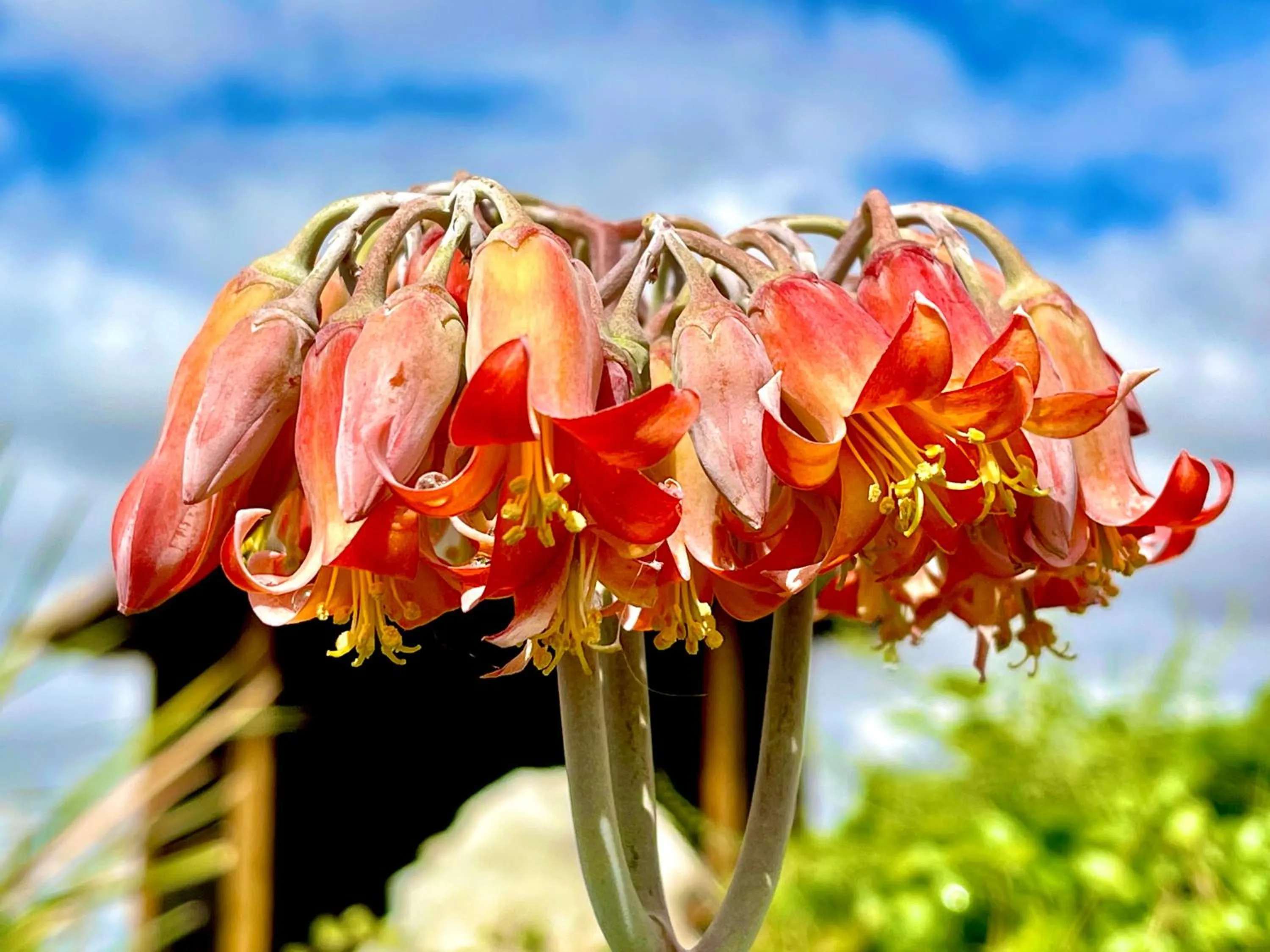 Garden view in Monte dos Poços