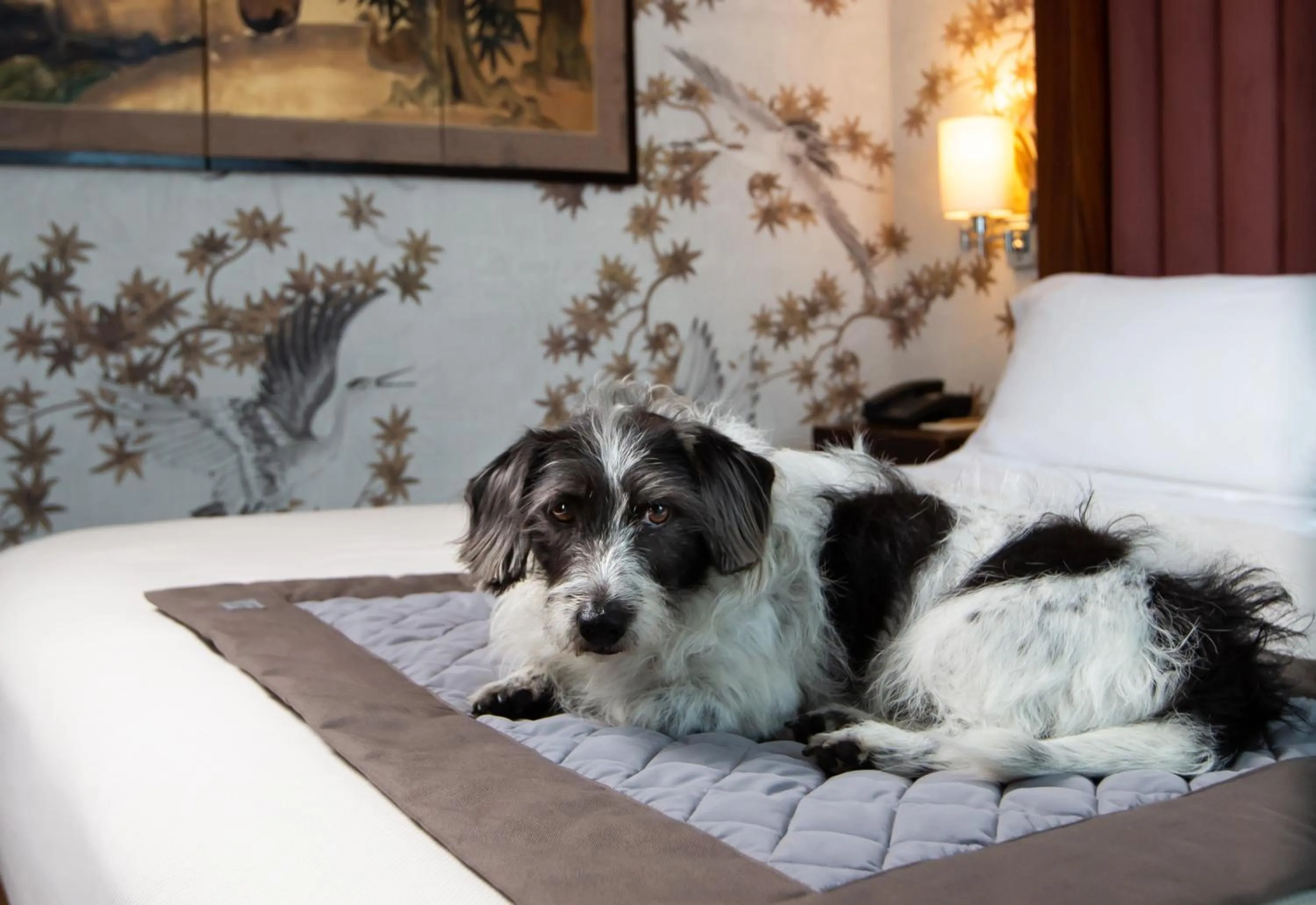 Pets in Enterprise Hotel Design & Boutique