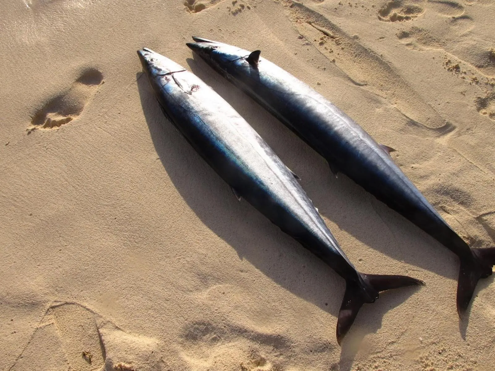 Fishing in Suffix Retreat - Stay, Dive & Explore Fuvahmulah