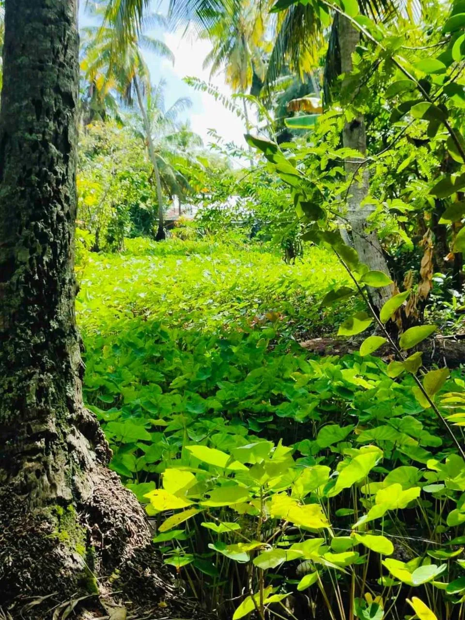 Natural landscape in Suffix Retreat - Stay, Dive & Explore Fuvahmulah