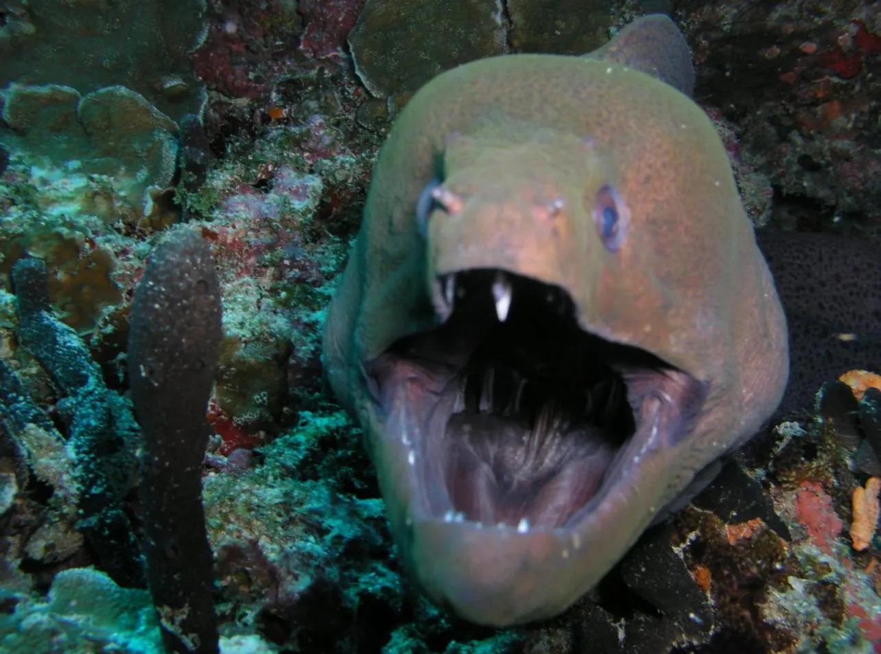 Diving in Suffix Retreat - Stay, Dive & Explore Fuvahmulah