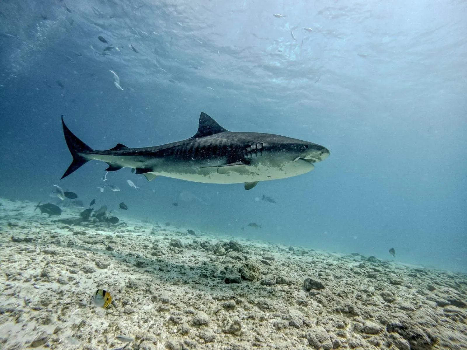 Diving in Suffix Retreat - Stay, Dive & Explore Fuvahmulah