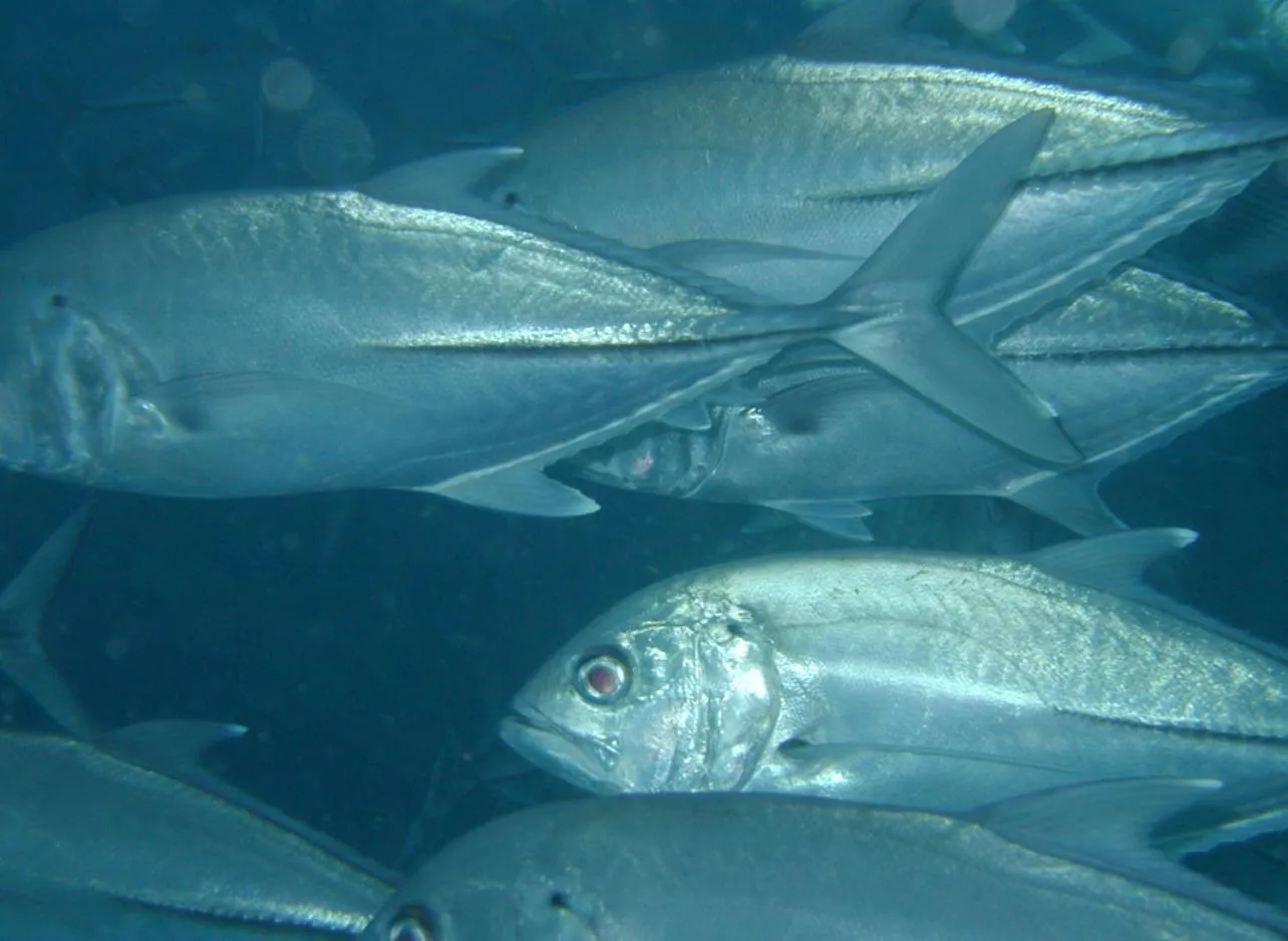 Snorkeling in Suffix Retreat - Stay, Dive & Explore Fuvahmulah