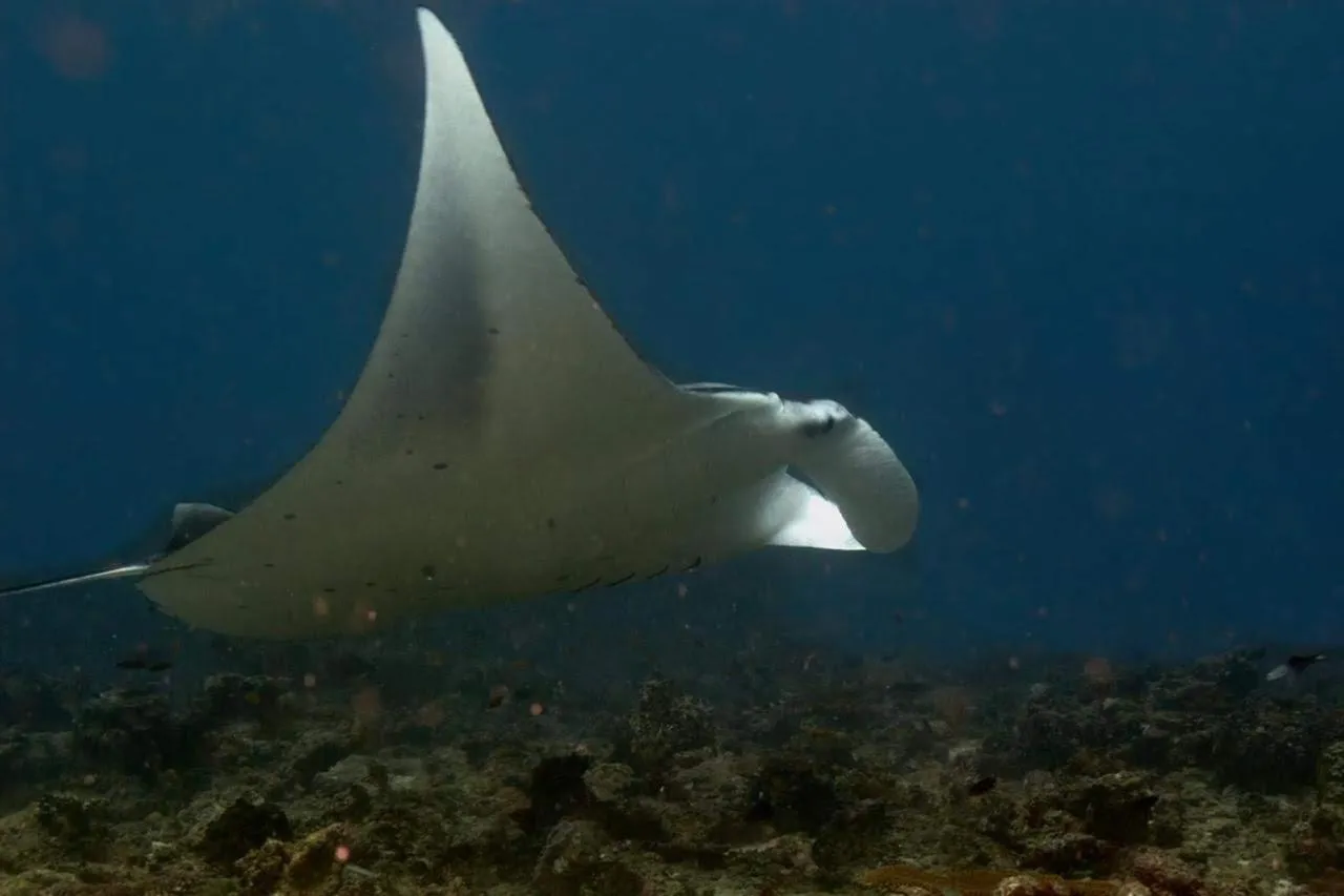 Natural landscape in Suffix Retreat - Stay, Dive & Explore Fuvahmulah