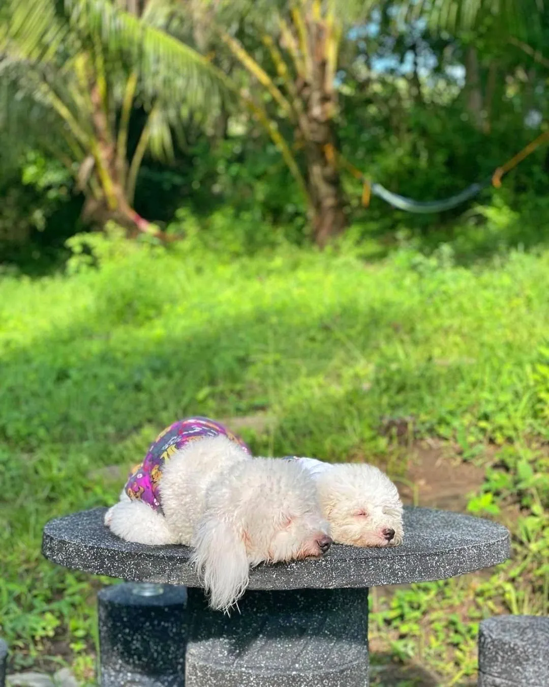 Shanti Wellness Sanctuary