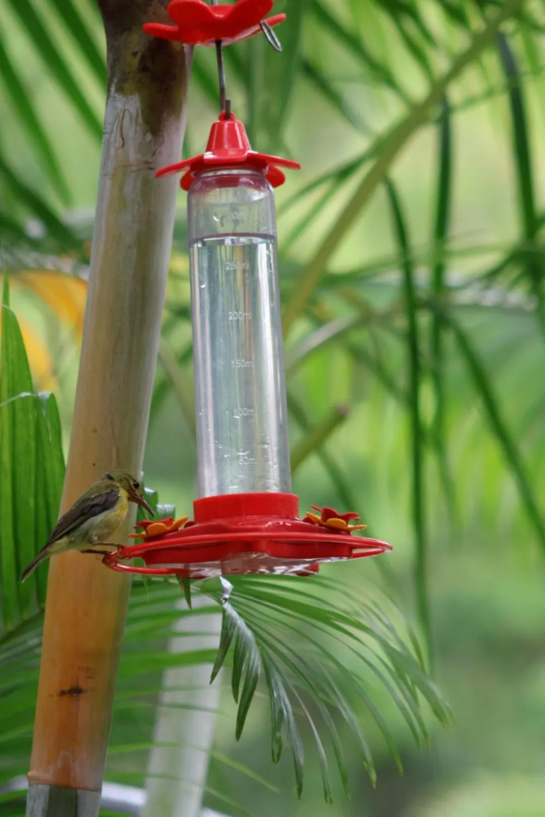 Garden in Amaya Boutique Resort