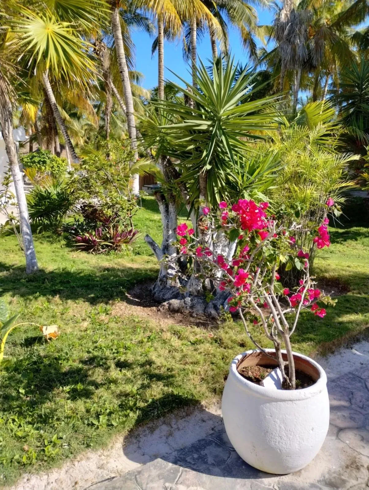 Garden in Alito Tulum Hotel