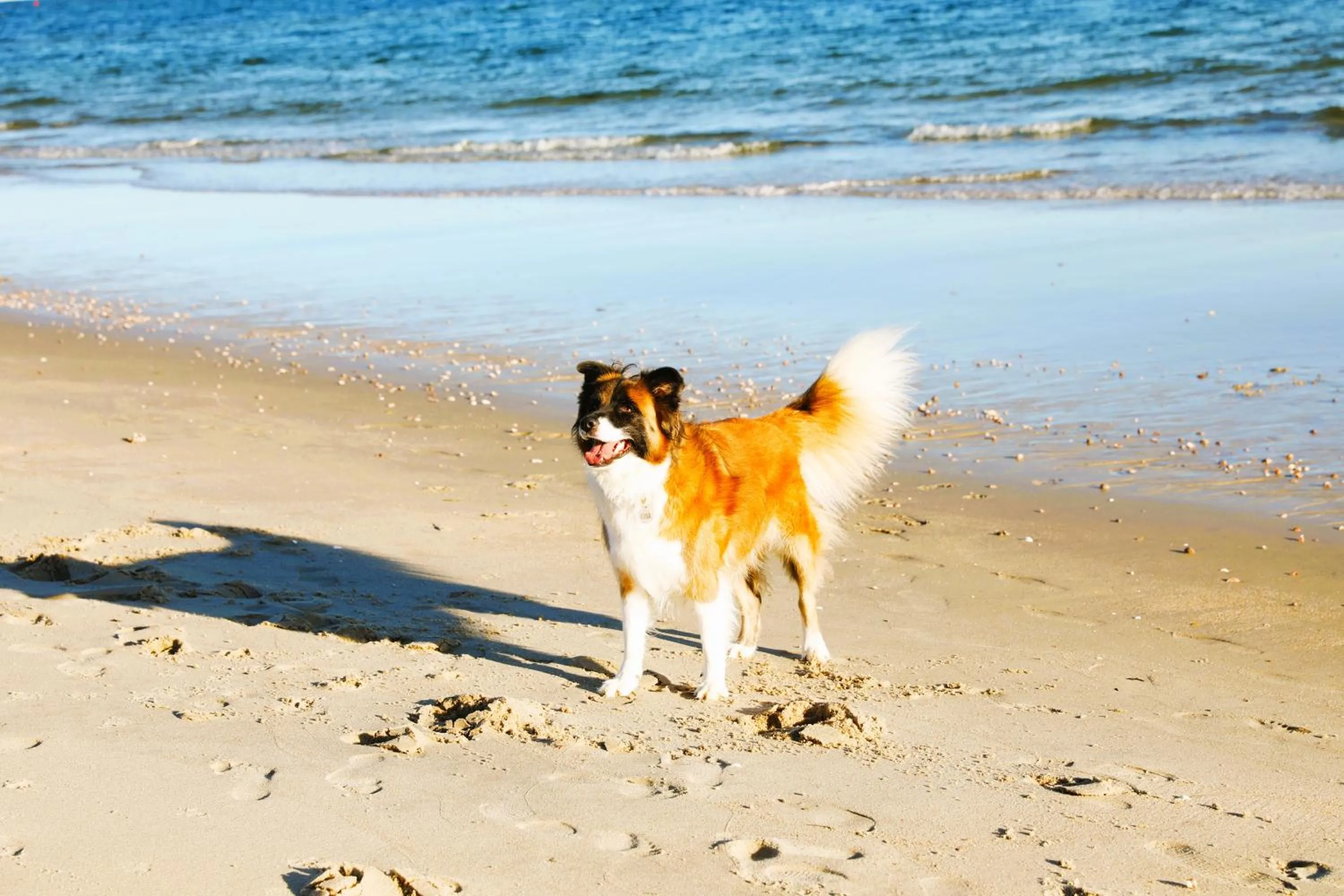 Beach in Seashell Motel