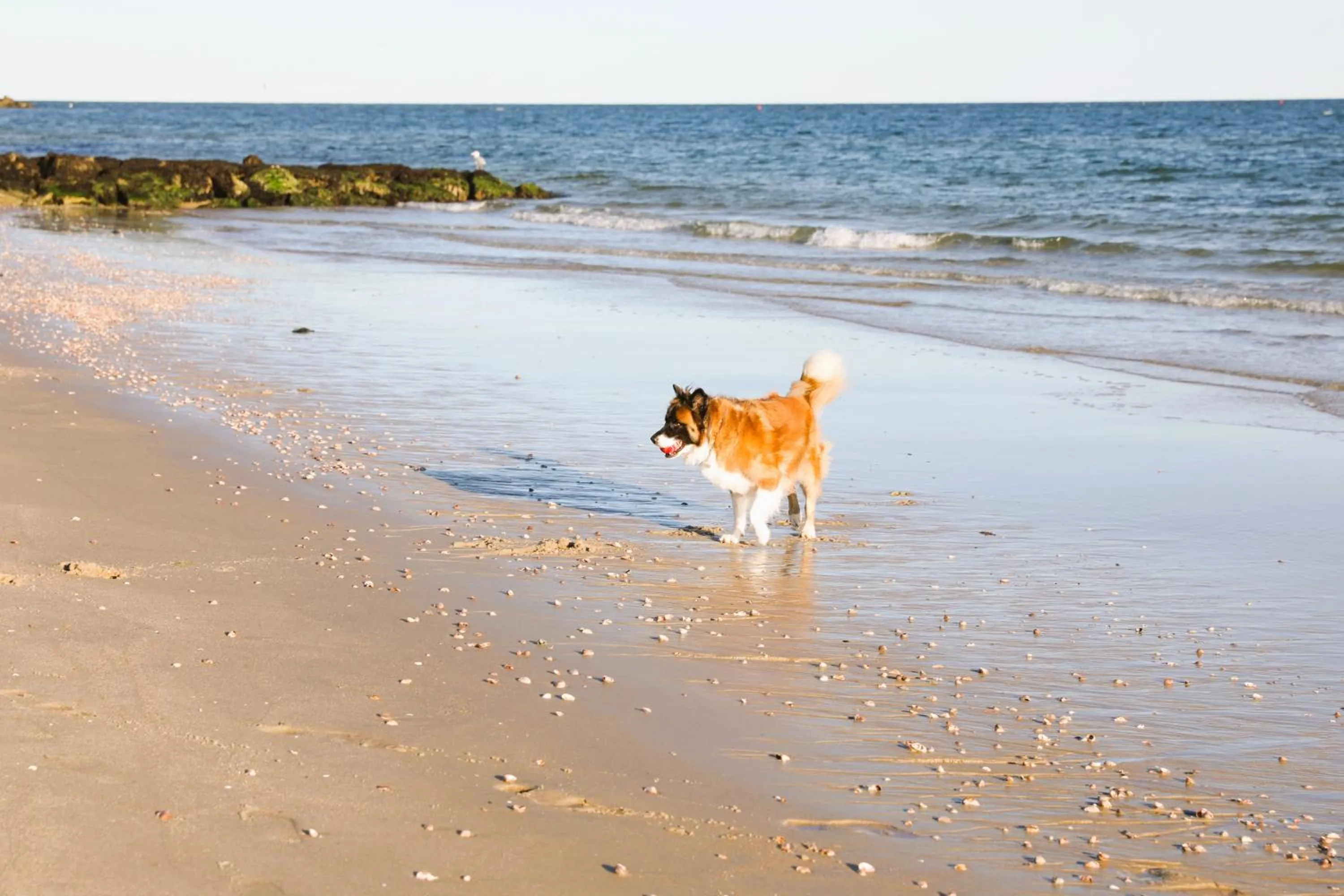 Beach in Seashell Motel