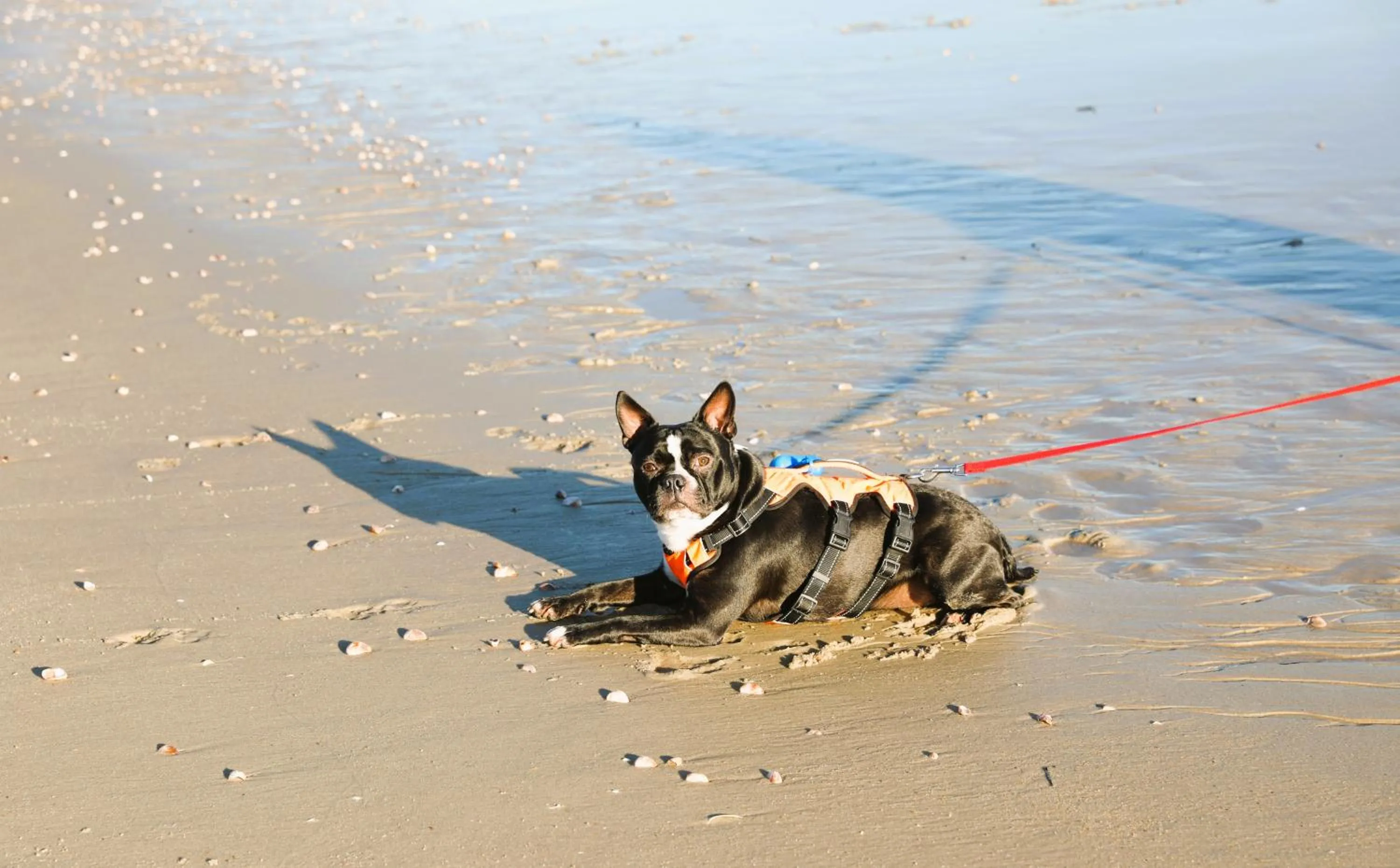 Beach in Seashell Motel
