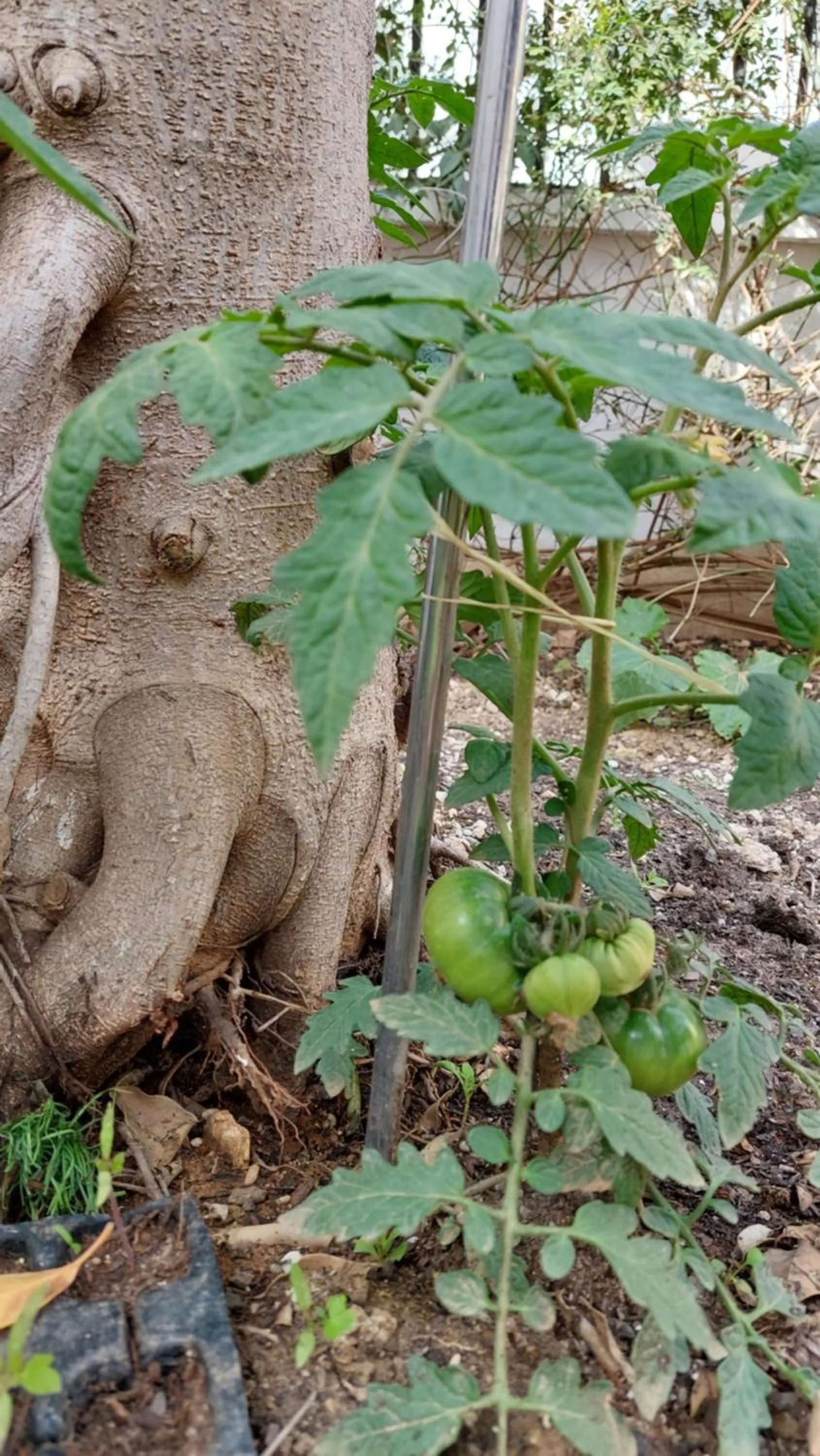 Property building in VILLA BONITA