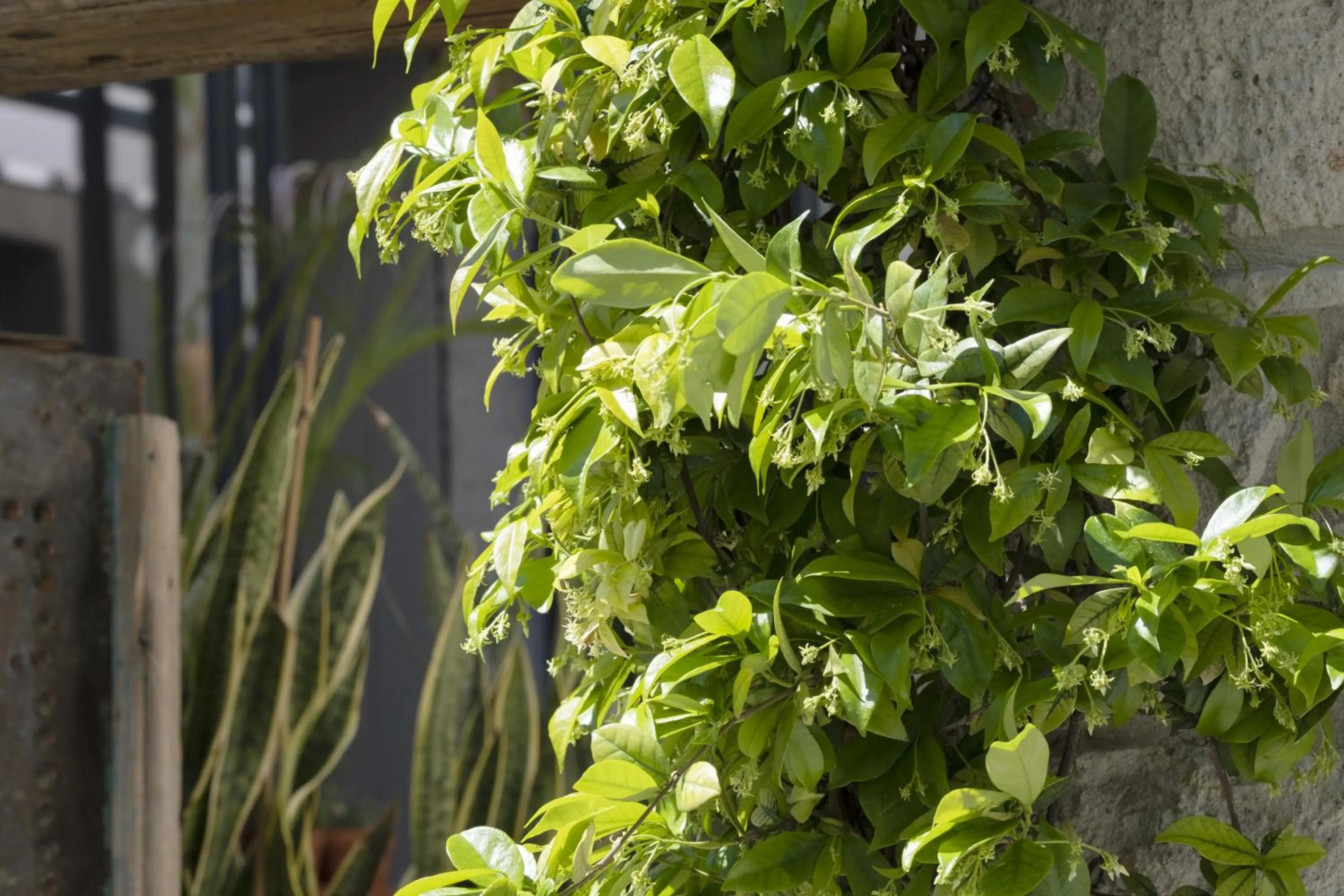 Spring in Alle Alaçatı